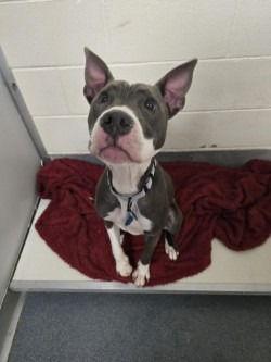 Enlarge DA 6 Jules, a Adoptable mixed breed in Glen Allen, VA image 3/3