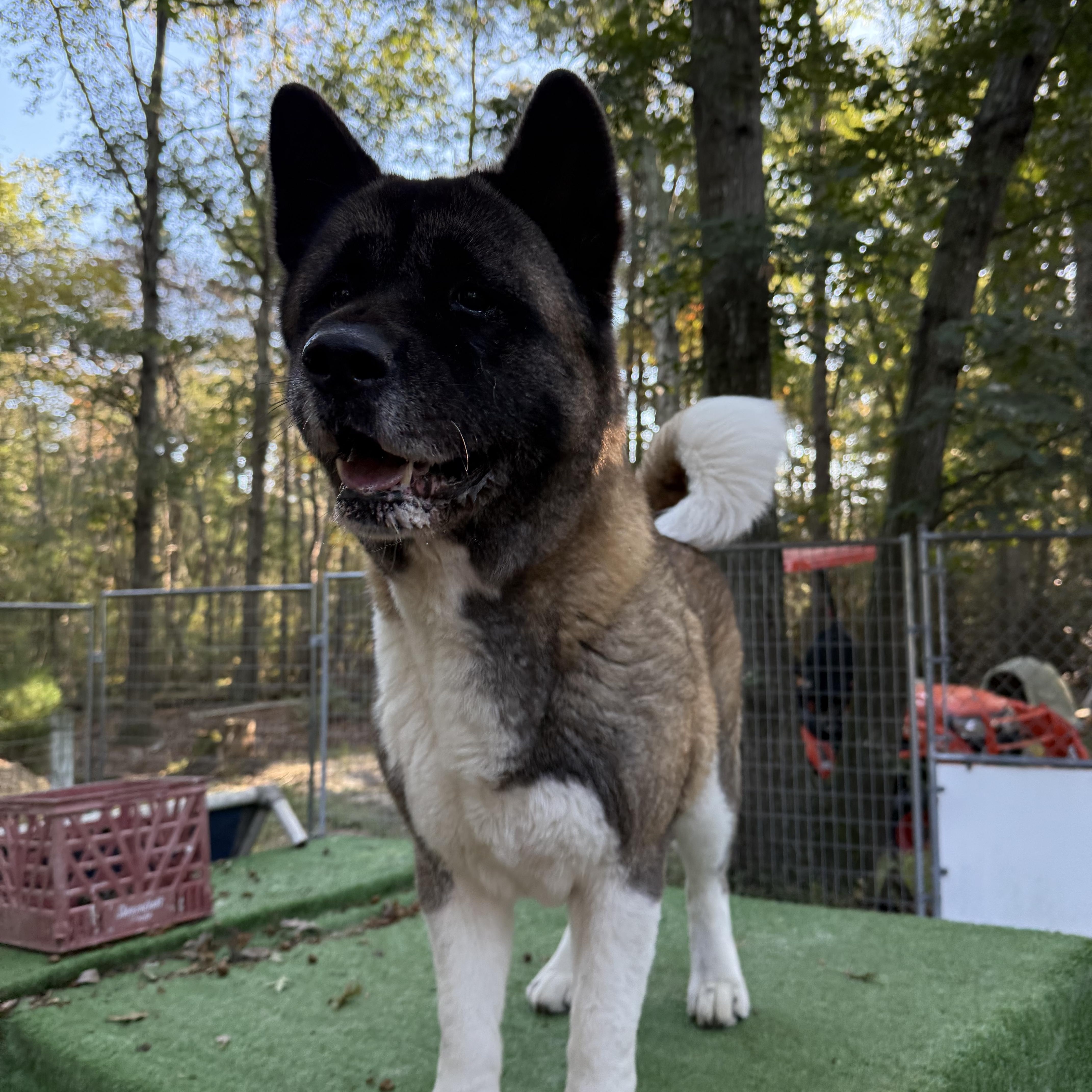 Enlarge Mimi, a Adopted Akita in Toms River, NJ image 2/5