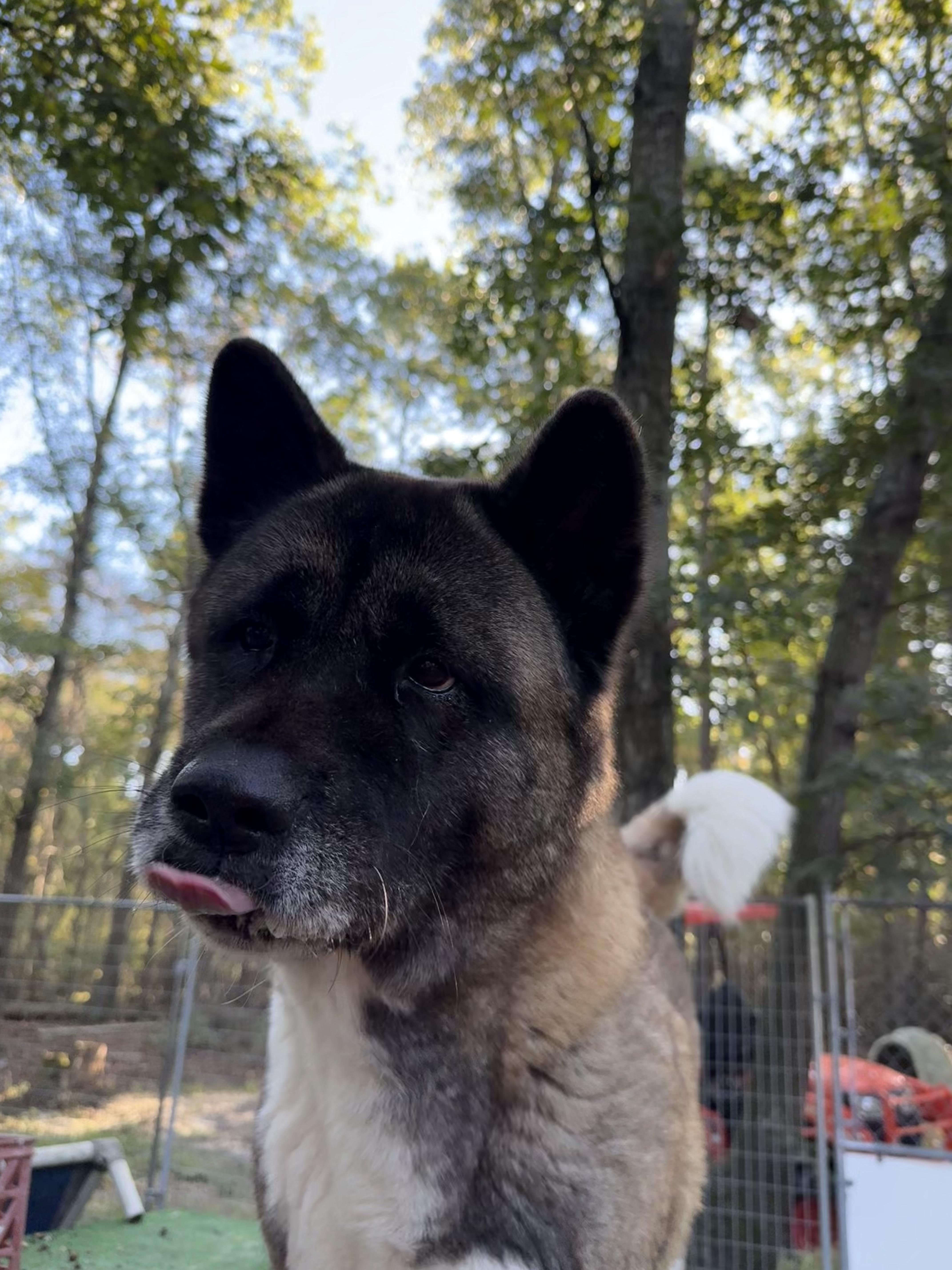 Mimi, Adopted, Adult Female Akita.