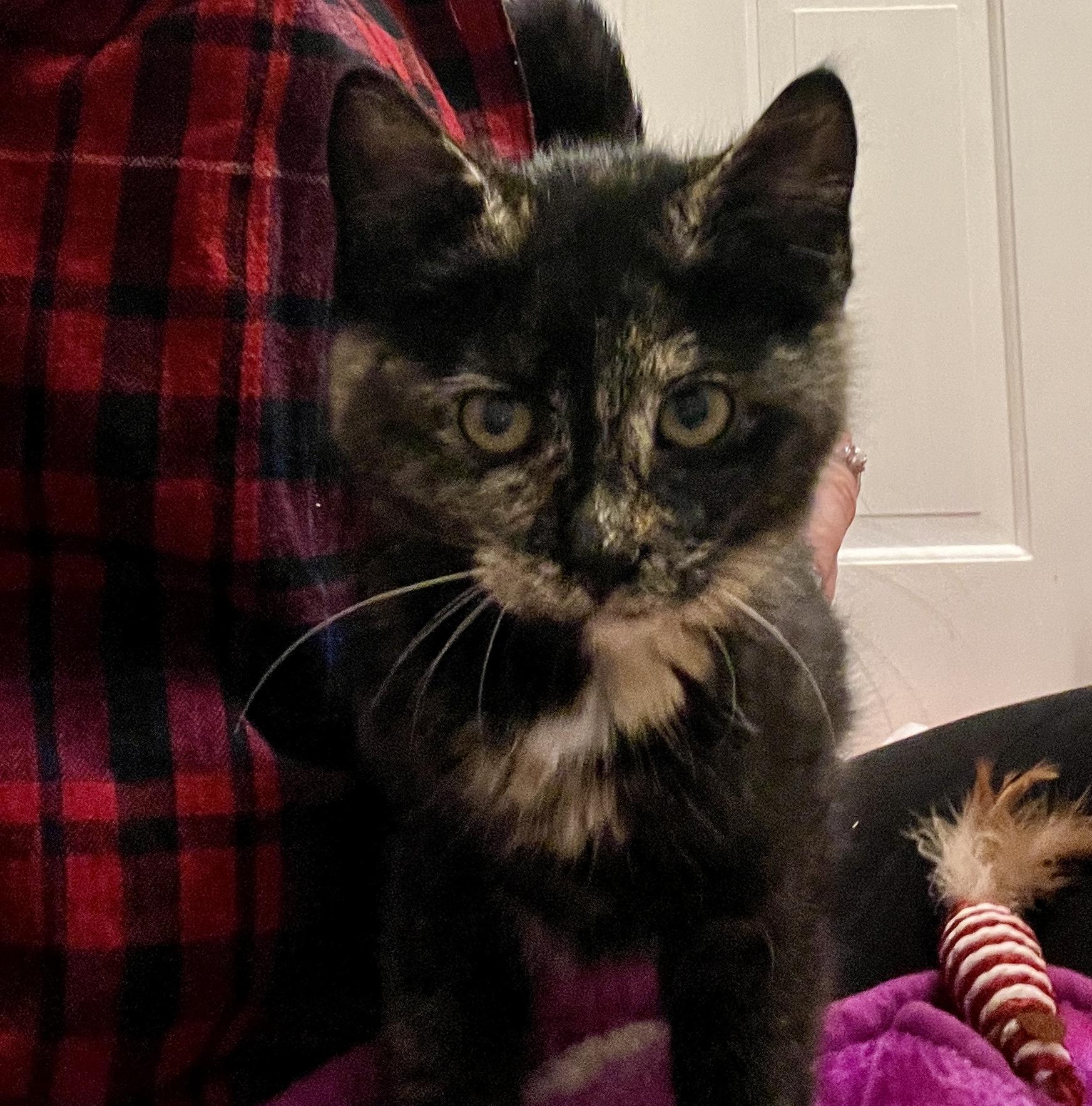 Enlarge Daisy, a ADOPTABLE Domestic Short Hair in Schnecksville, PA image 3/4