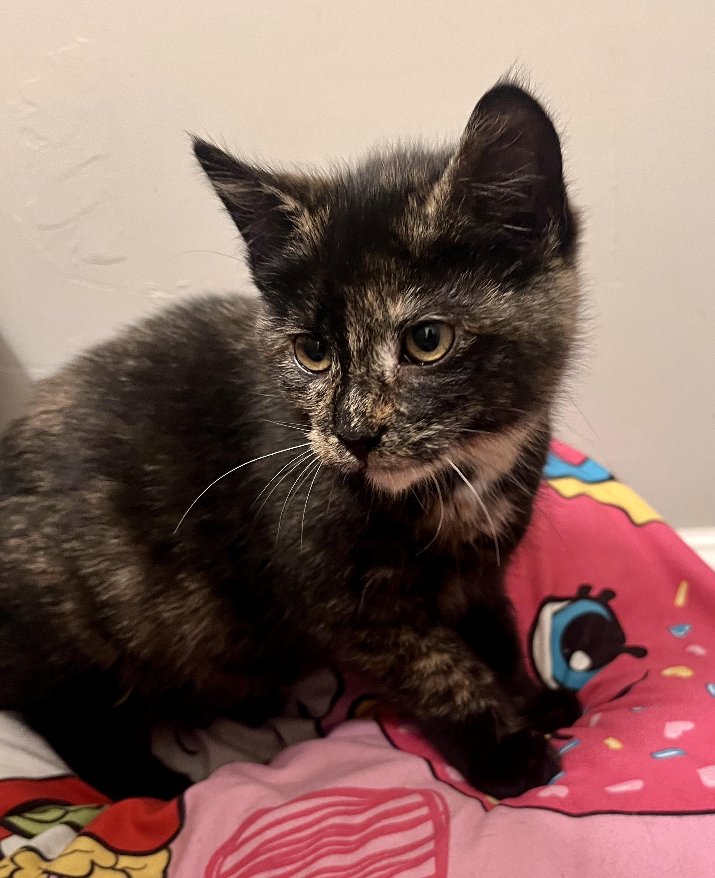 Enlarge Daisy, a ADOPTABLE Domestic Short Hair in Schnecksville, PA image 4/4