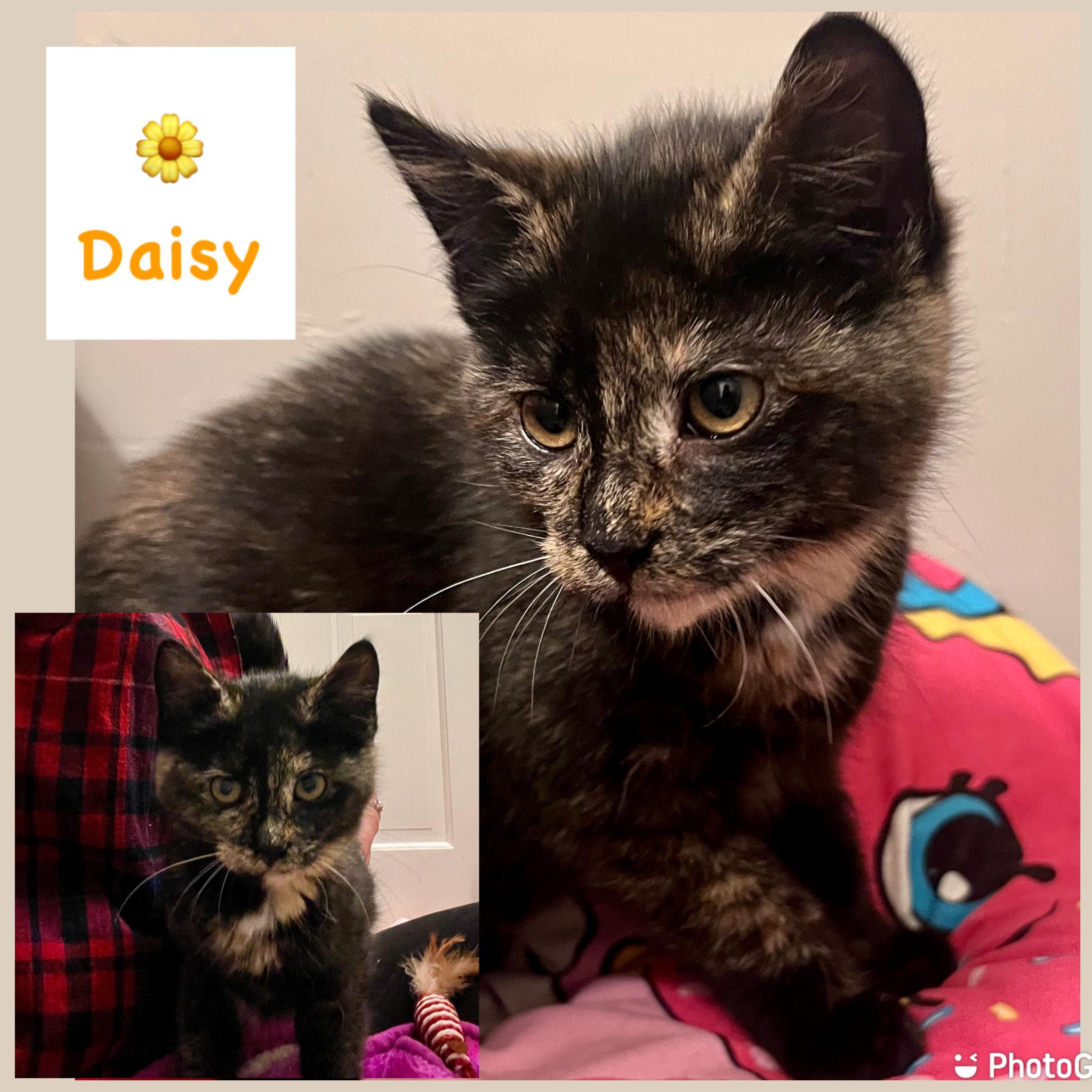 Enlarge Daisy, a ADOPTABLE Domestic Short Hair in Schnecksville, PA image 1/4