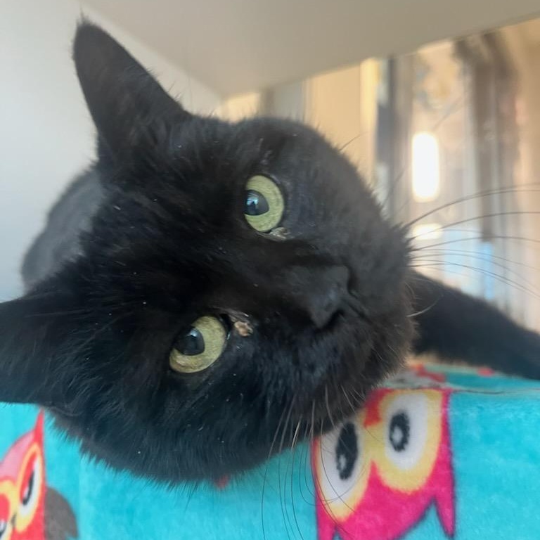 Tink (ID 50459/649), a ADOPTABLE Domestic Short Hair in Manassas, VA image 2/3