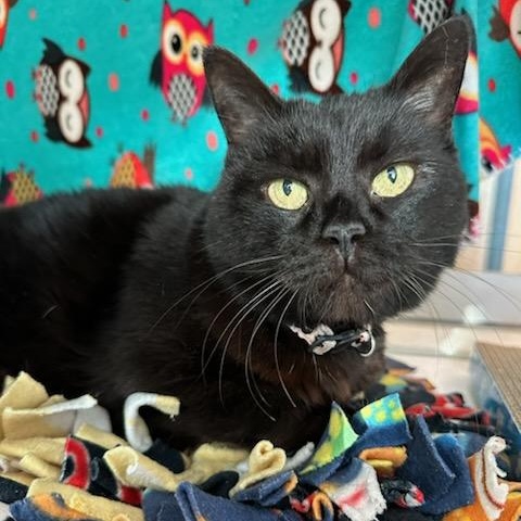 Tink (ID 50459/649), ADOPTABLE, Adult Female Domestic Short Hair.