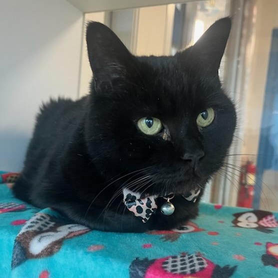 Tink (ID 50459/649), a ADOPTABLE Domestic Short Hair in Manassas, VA image 3/3