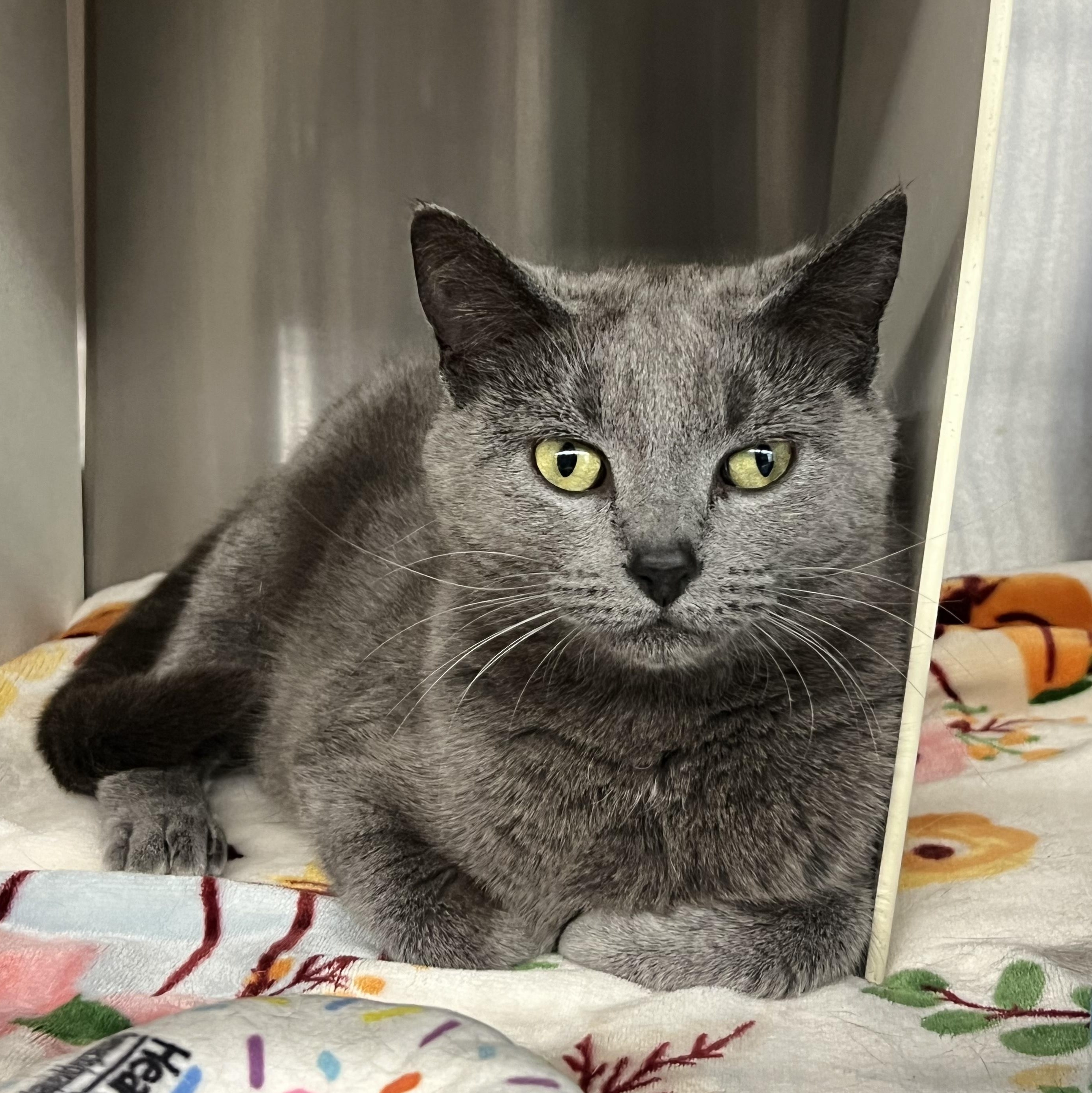 Petal, a ADOPTABLE mixed breed in Mount Pleasant, MI image 1/2