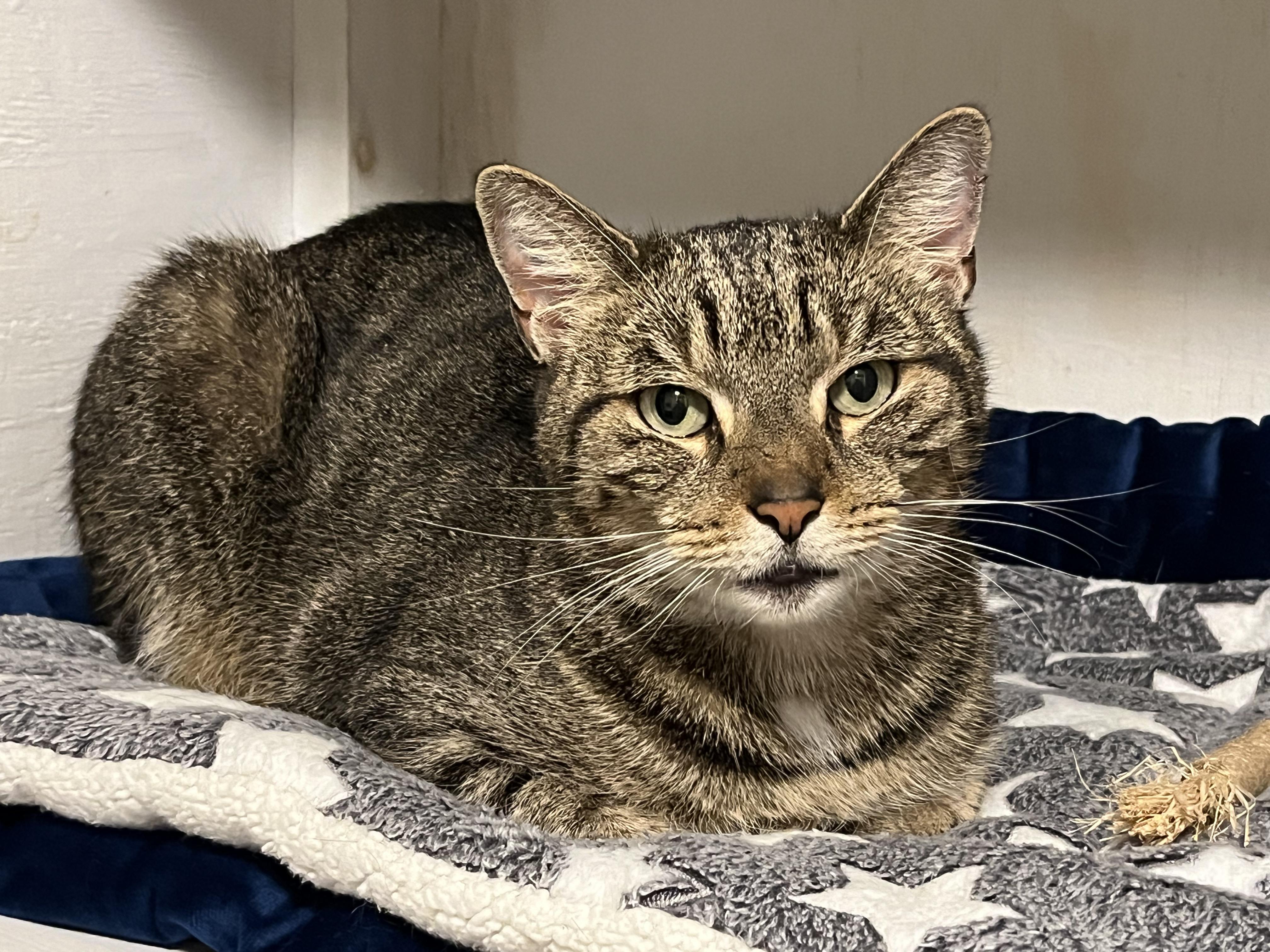 Enlarge MURRAY, a Adoptable Domestic Short Hair in Saddle River, NJ image 2/5