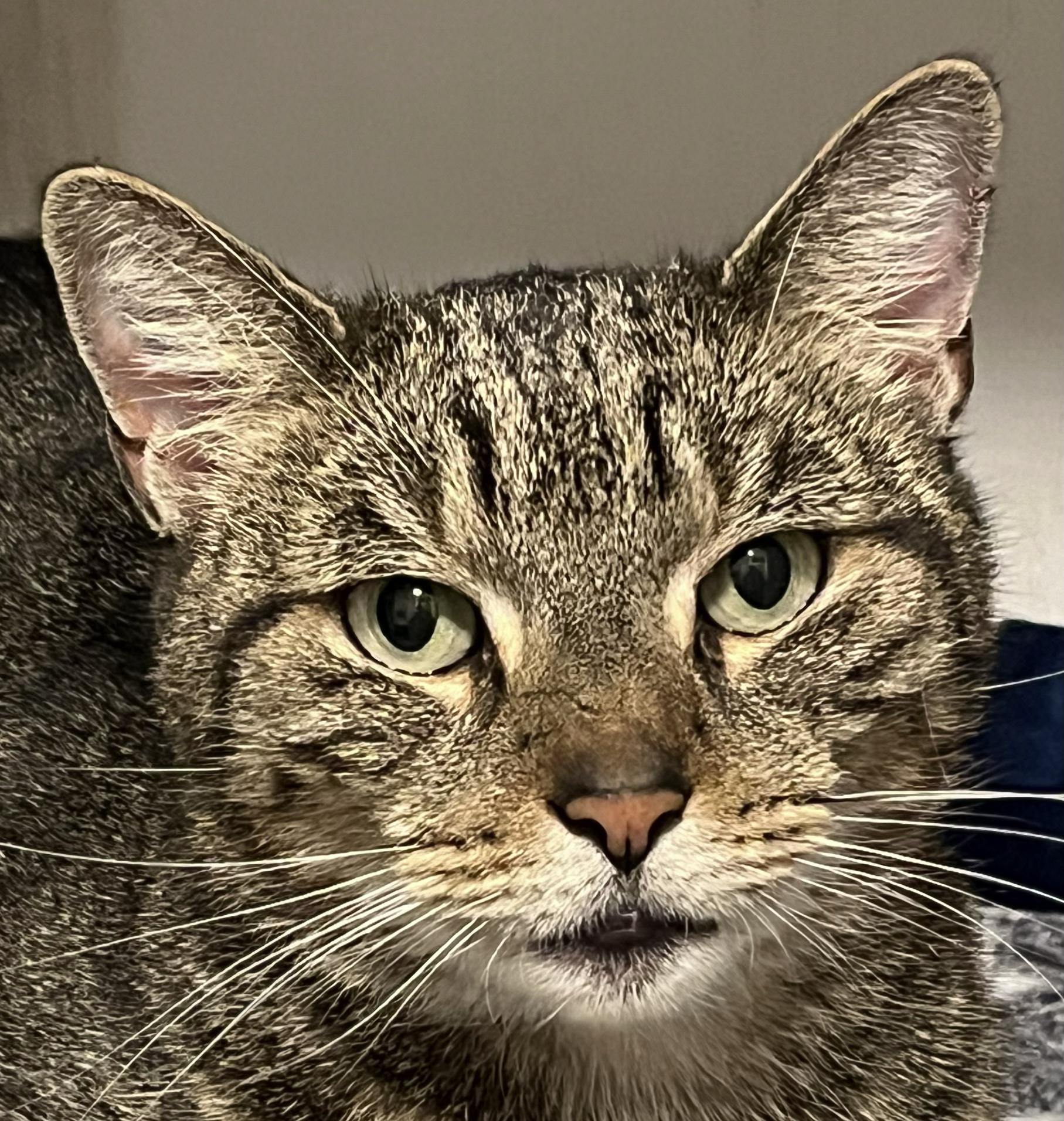 MURRAY, Adoptable, Adult Male Domestic Short Hair.