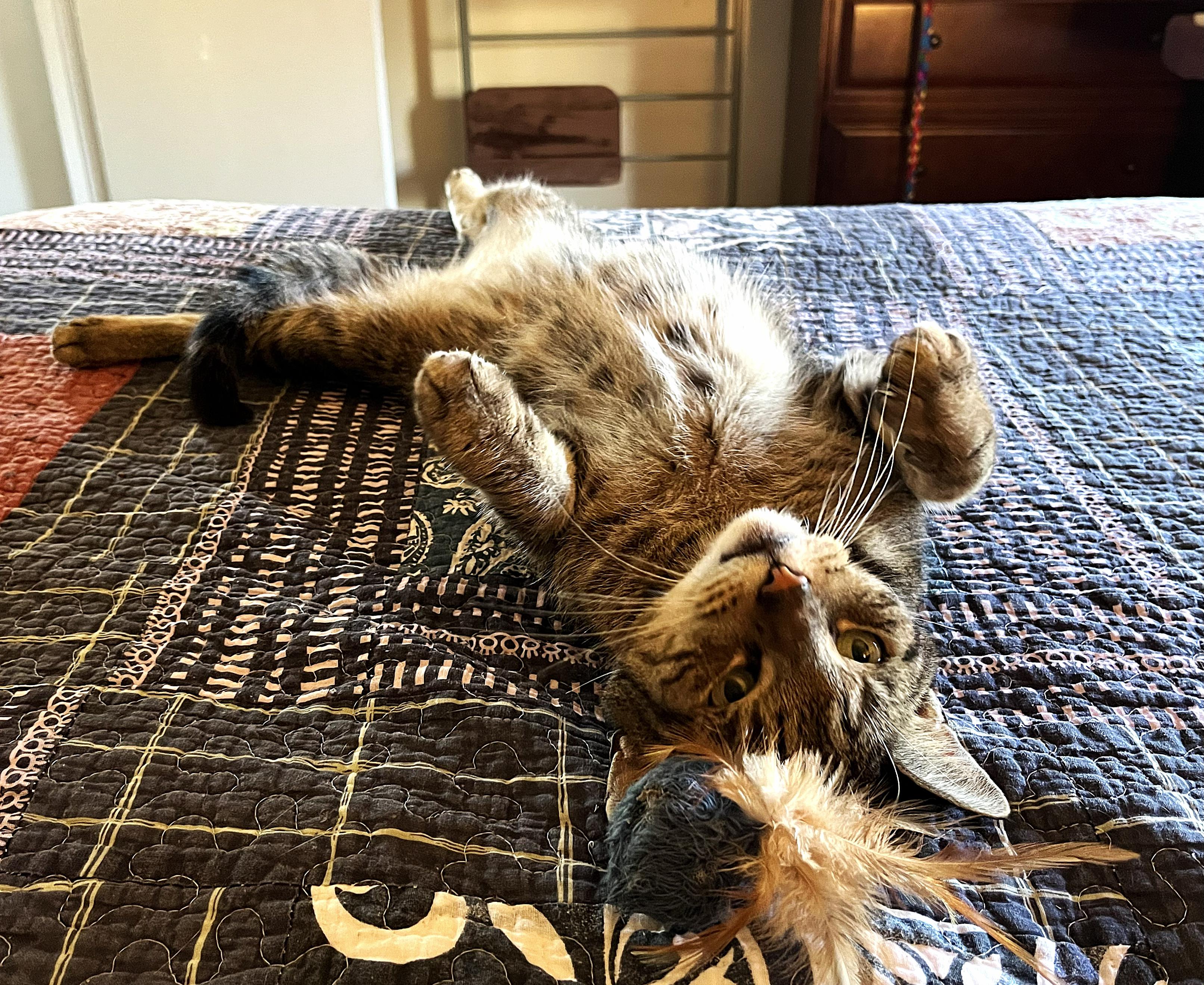 Enlarge MURRAY, a Adoptable Domestic Short Hair in Saddle River, NJ image 3/5