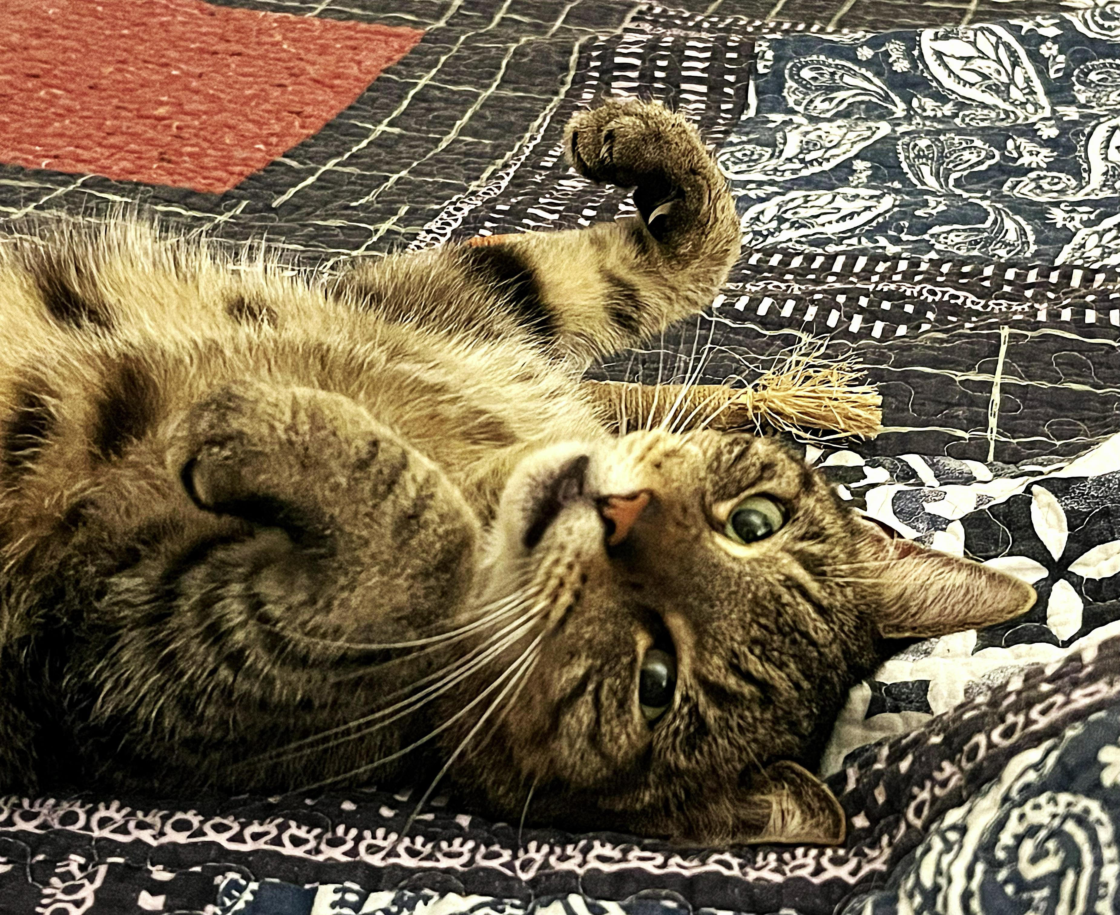 Enlarge MURRAY, a Adoptable Domestic Short Hair in Saddle River, NJ image 4/5