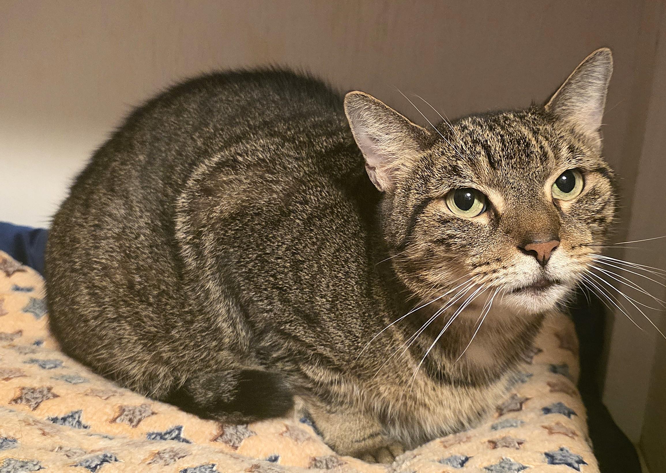 Enlarge MURRAY, a Adoptable Domestic Short Hair in Saddle River, NJ image 5/5