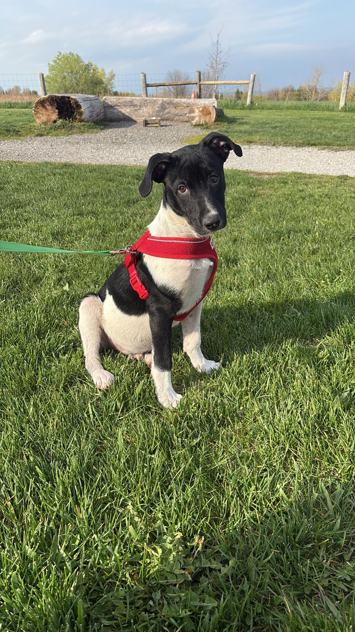 Teddy, adopted, Puppy Male Mixed Breed.
