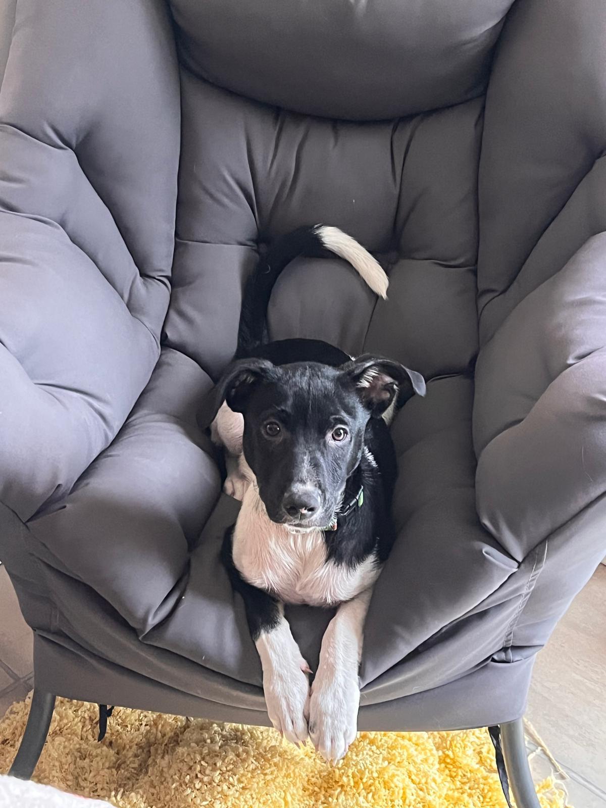 Teddy, an adopted Mixed Breed in Uxbridge, ON image 2/2