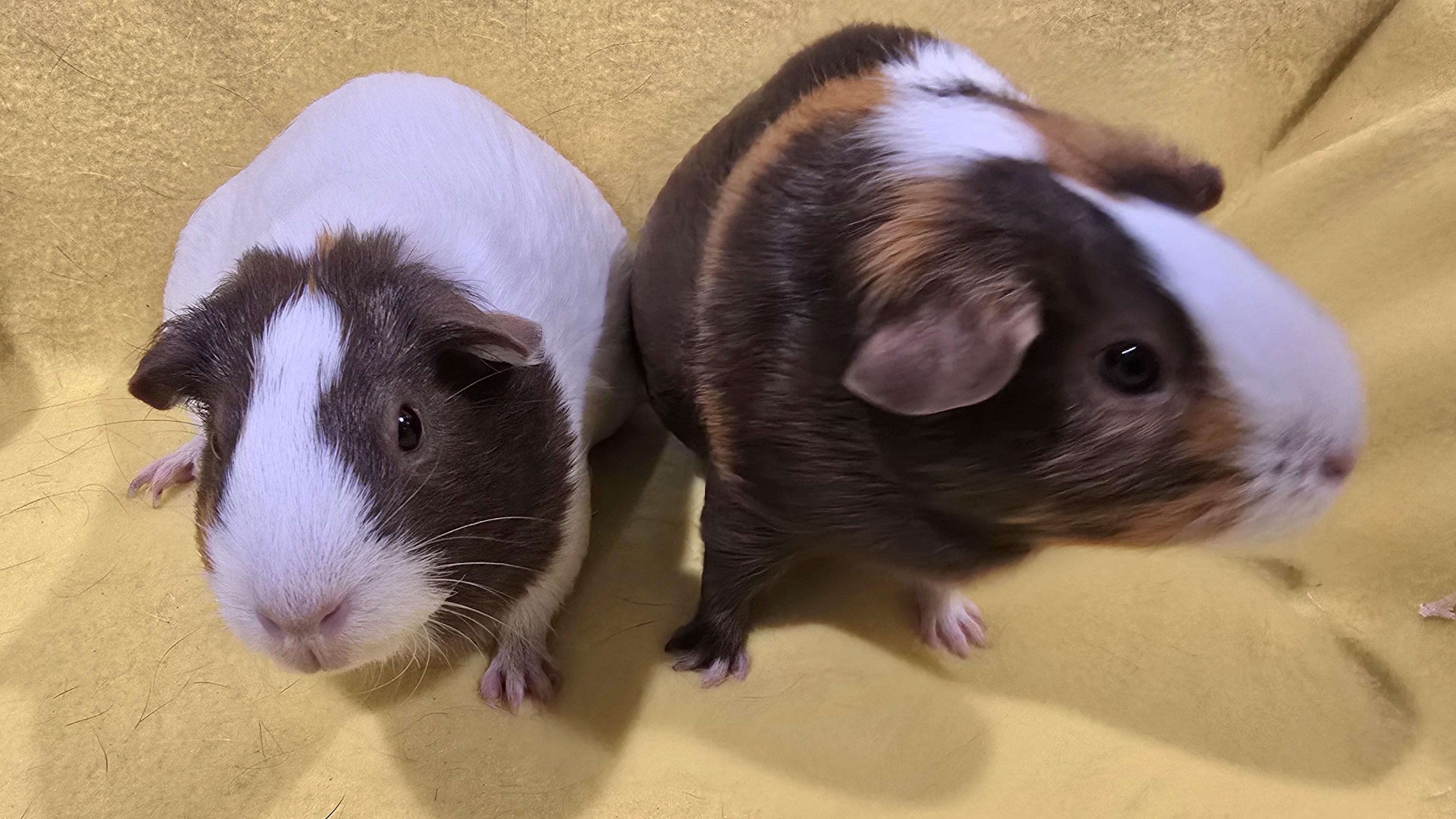 Enlarge Abigail and Charlotte, a Adoptable Guinea Pig in New Kensington, PA image 1/3