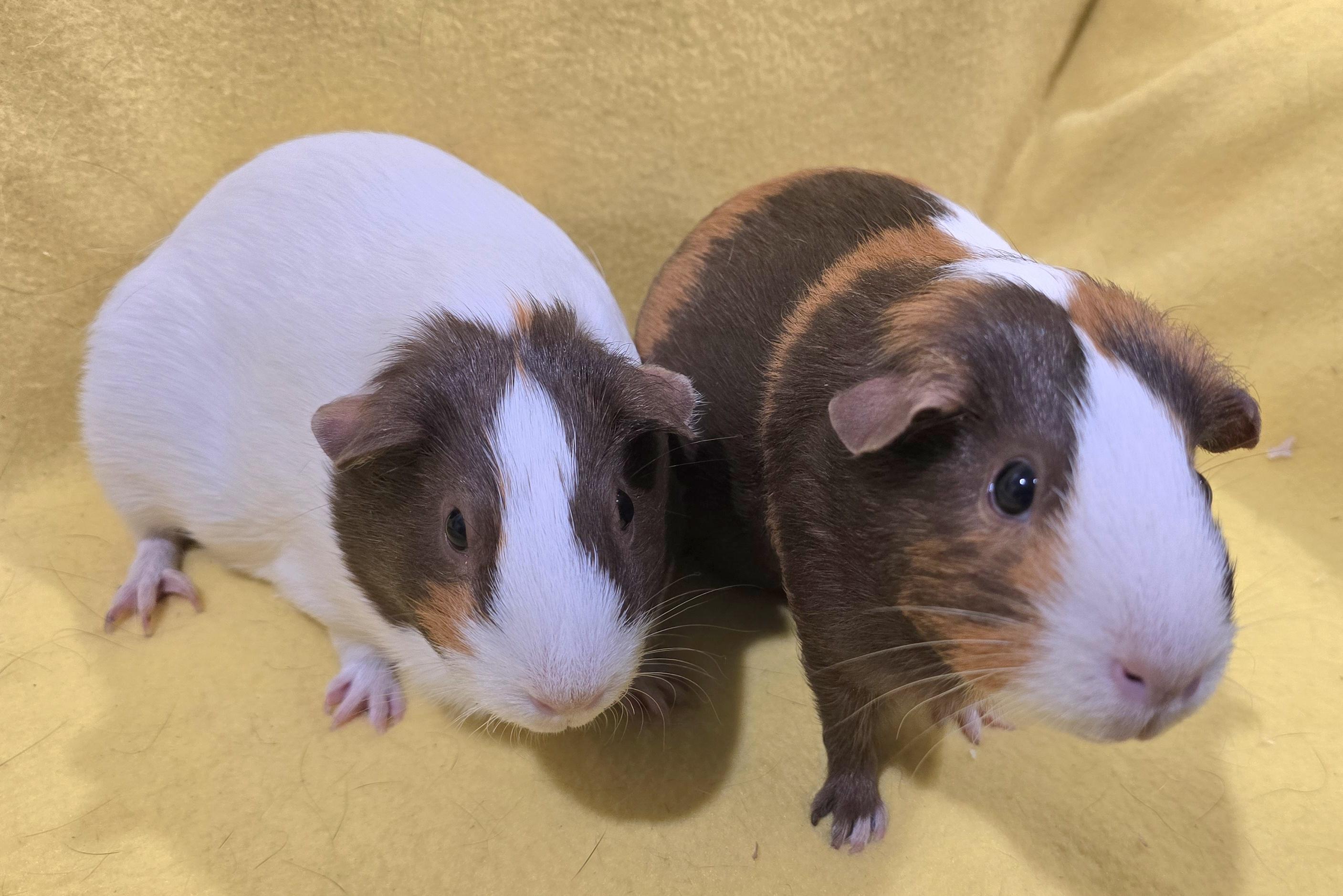 Enlarge Abigail and Charlotte, a Adoptable Guinea Pig in New Kensington, PA image 2/3