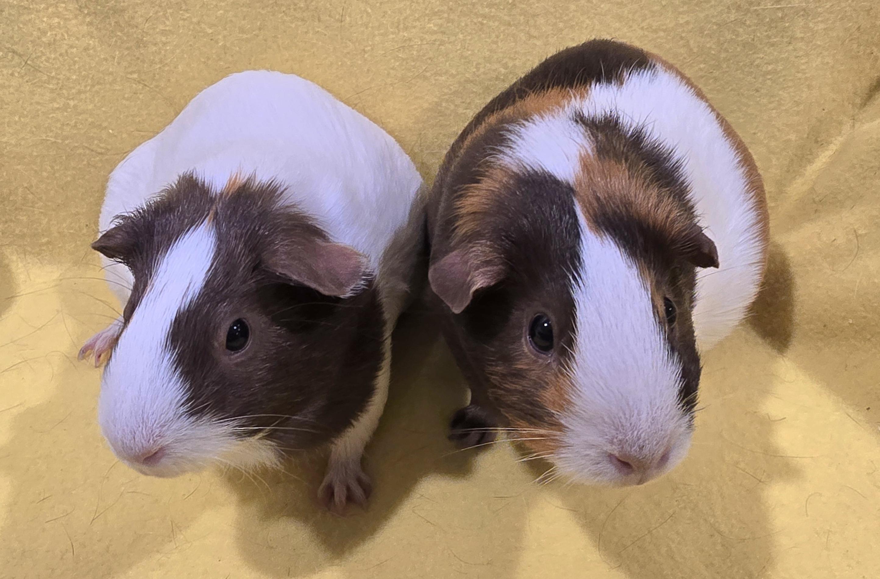 Enlarge Abigail and Charlotte, a Adoptable Guinea Pig in New Kensington, PA image 3/3