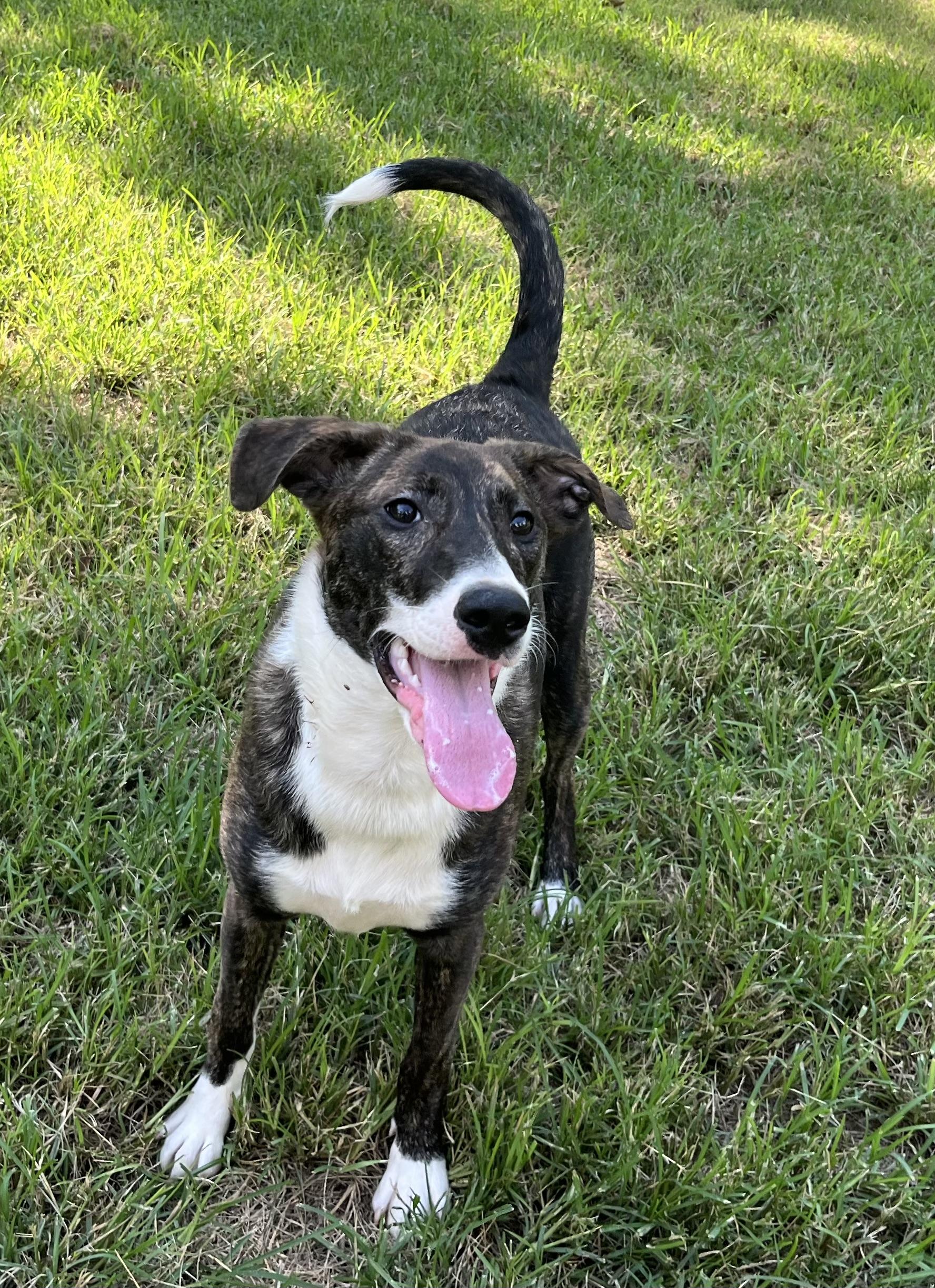 Chloe, Adoptable, Young Female Old English Sheepdog & Labrador Retriever.