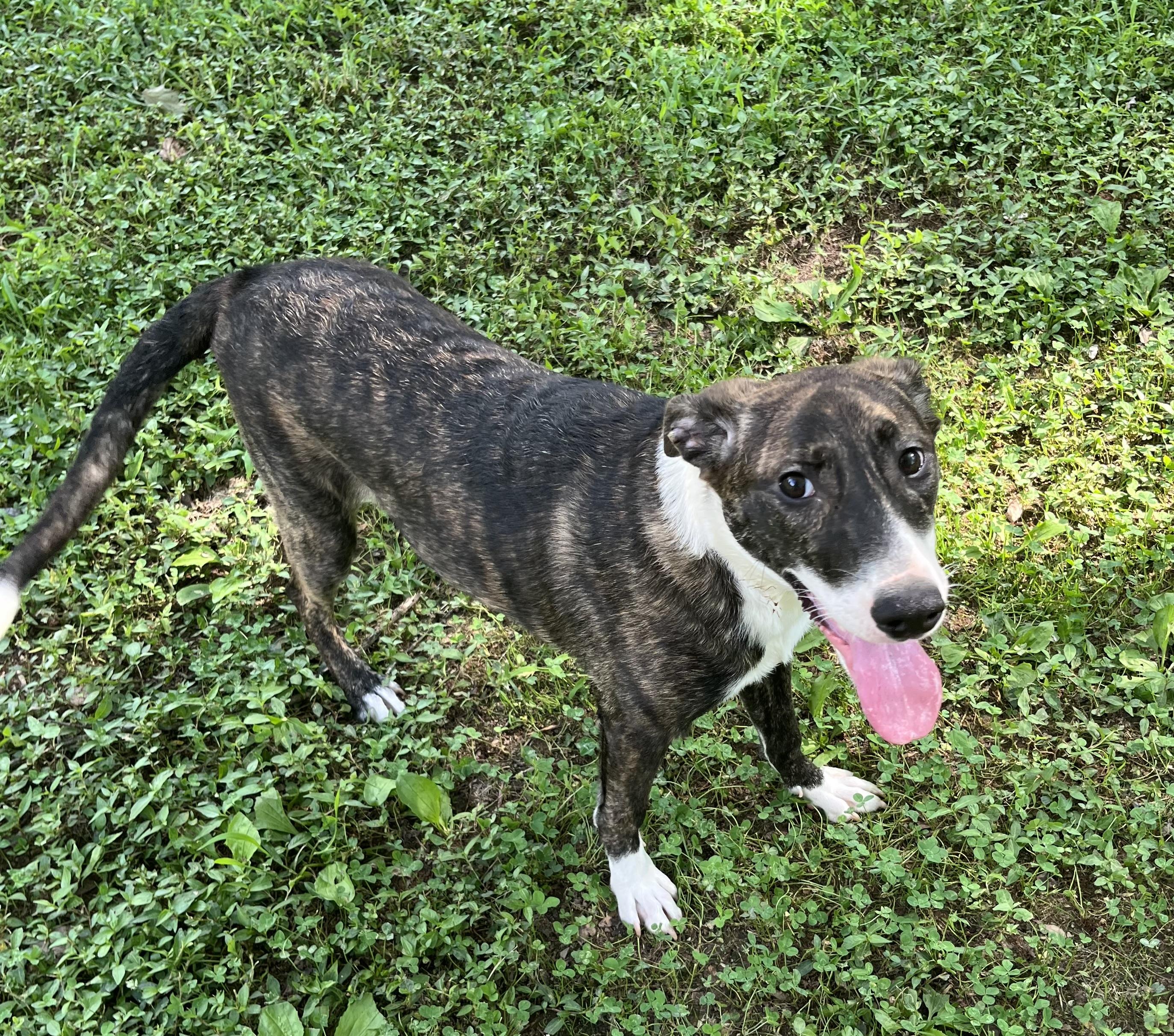 Chloe, a Adoptable mixed breed in Rock Hill, SC image 2/2