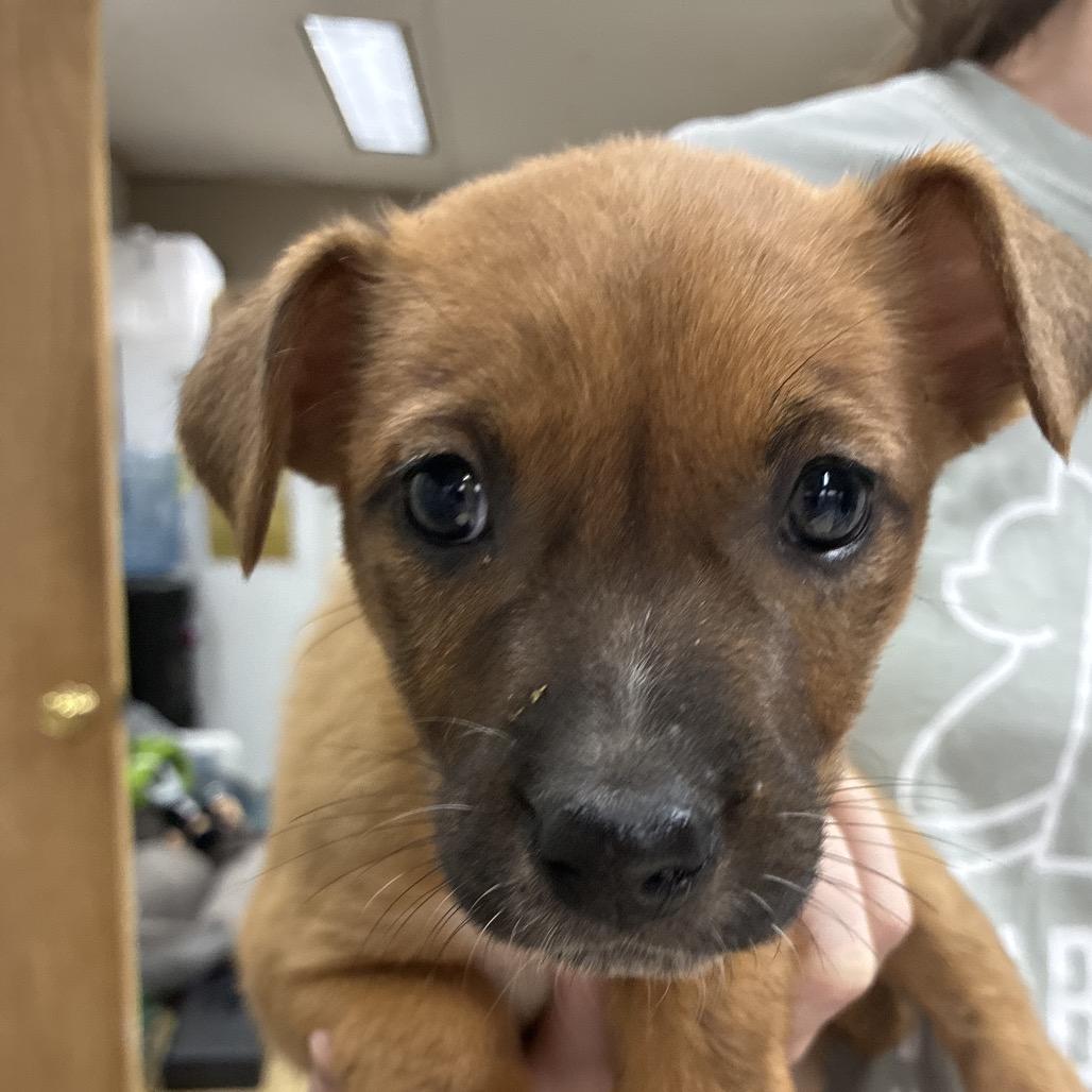 Enlarge CT Tulip, a Adoptable mixed breed in Eastford, CT image 1/6