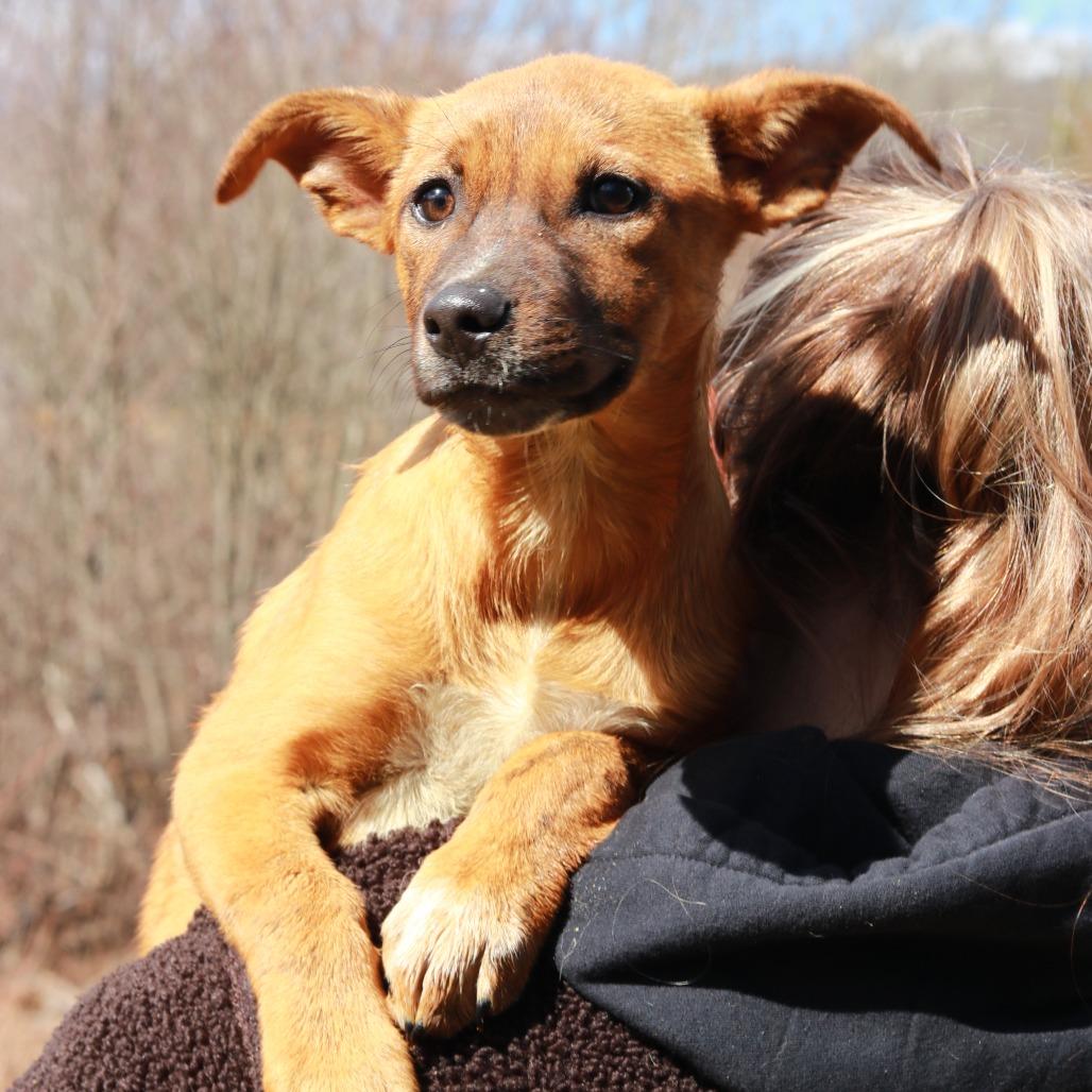 Enlarge CT Tulip, a Adoptable mixed breed in Eastford, CT image 2/6