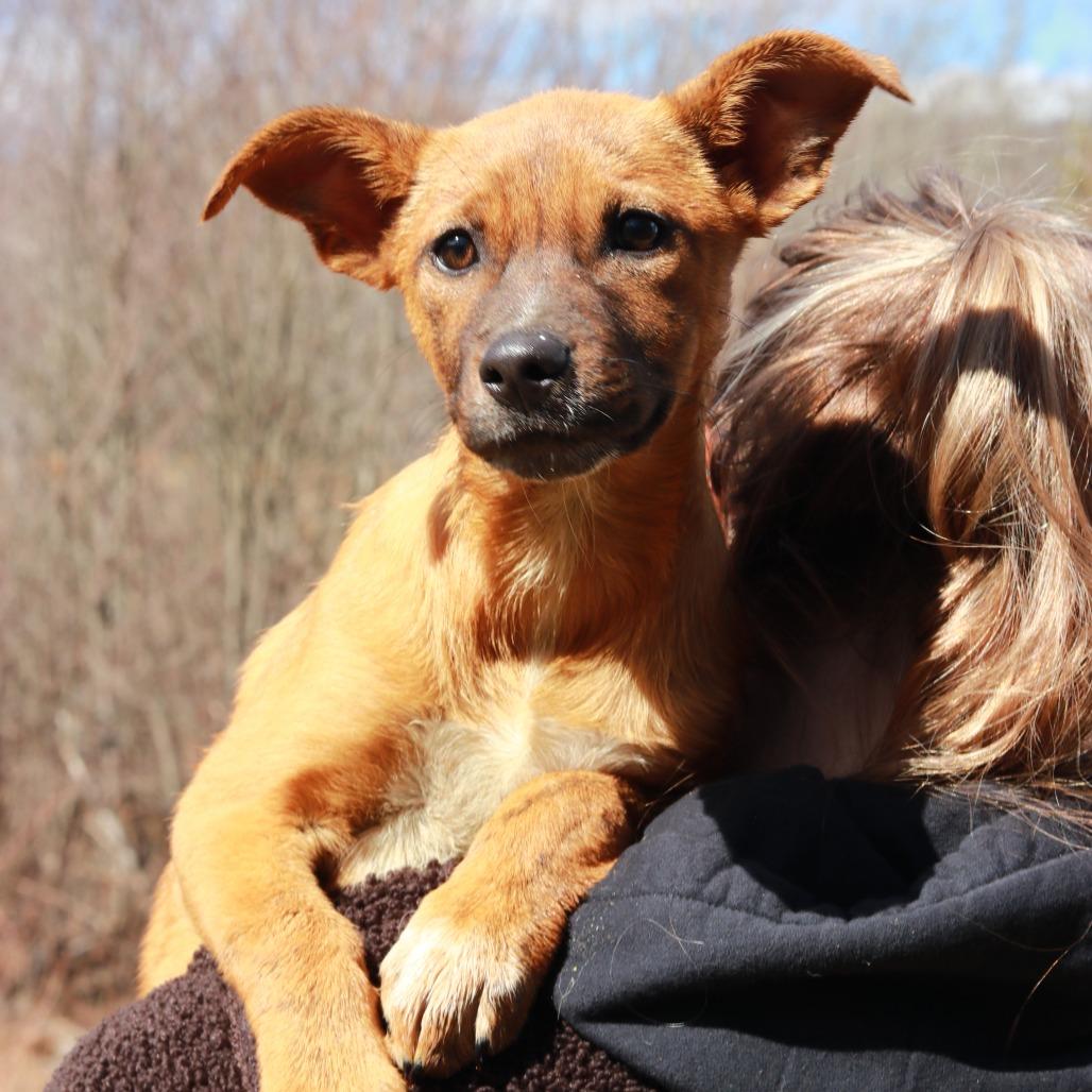 Enlarge CT Tulip, a Adoptable mixed breed in Eastford, CT image 4/6