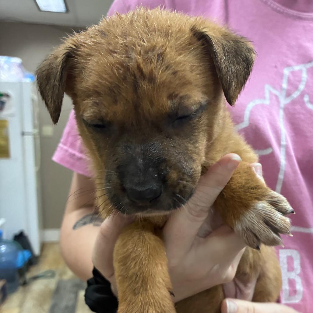 Enlarge CT Tulip, a Adoptable mixed breed in Eastford, CT image 5/6