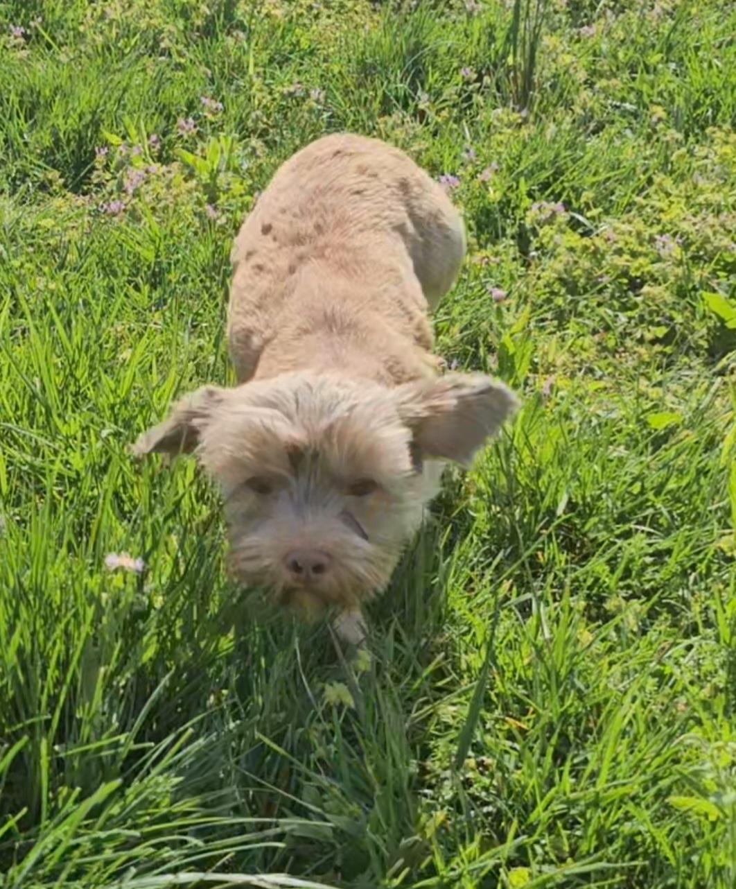 Jax, Adopted, Young Male Yorkshire Terrier.