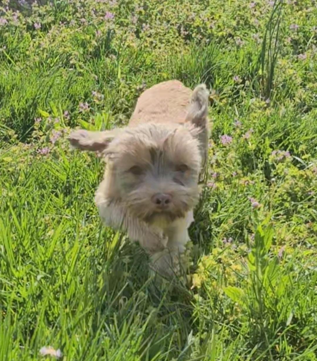 Enlarge Jax, a Adopted mixed breed in Richmond, KY image 2/5