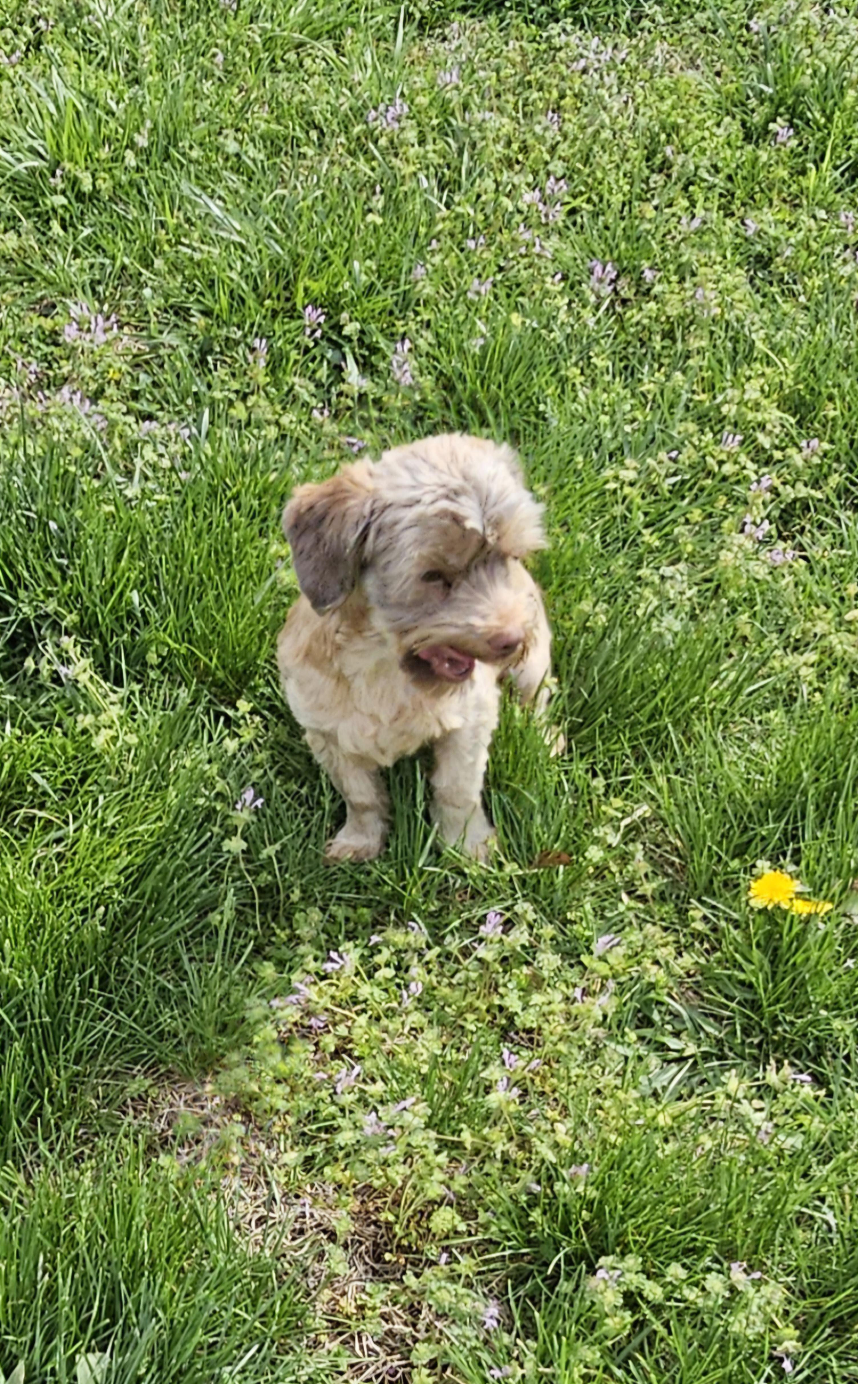 Enlarge Jax, a Adopted mixed breed in Richmond, KY image 3/5