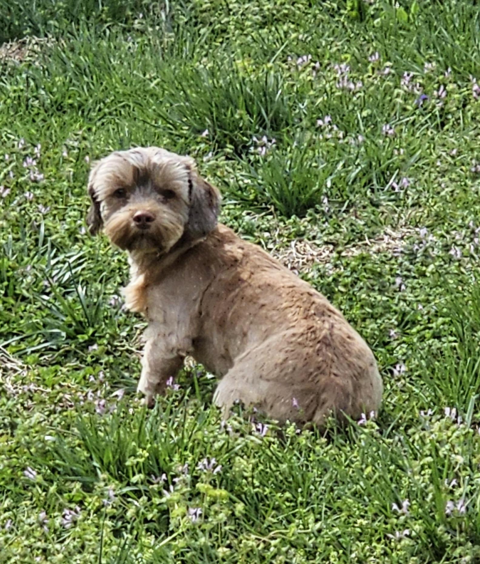 Enlarge Jax, a Adopted mixed breed in Richmond, KY image 4/5