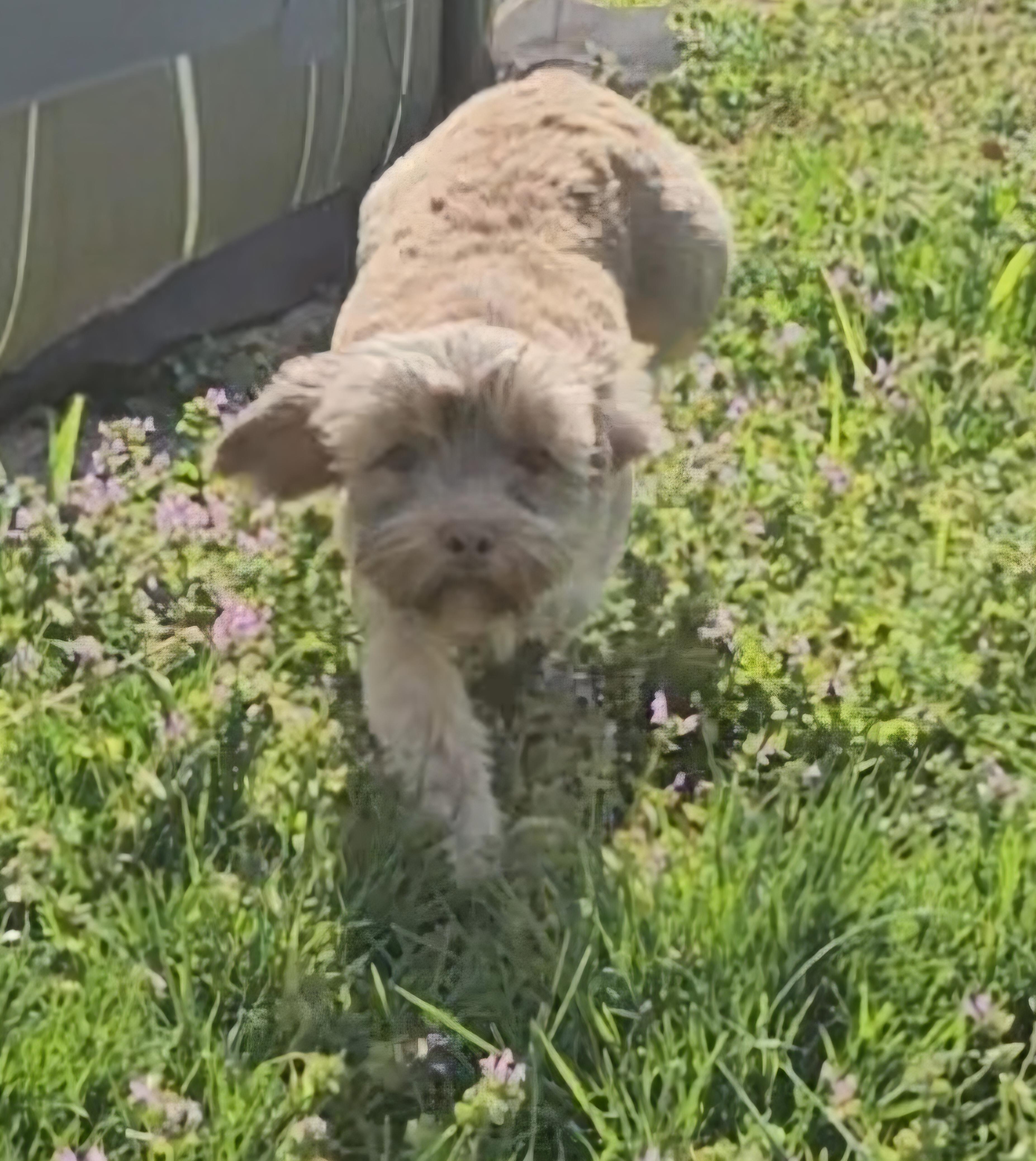 Enlarge Jax, a Adopted mixed breed in Richmond, KY image 5/5