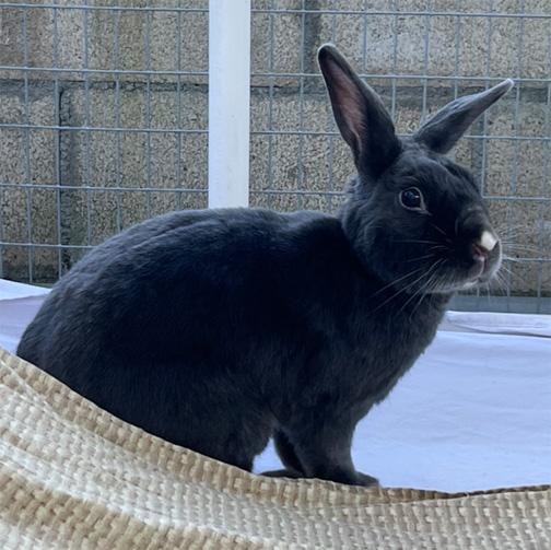 MARCIE, ADOPTABLE, Adult Female American & Dwarf.