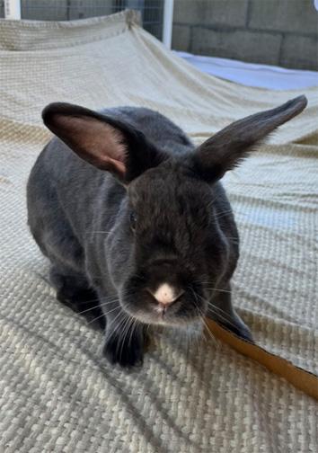 Enlarge MARCIE, a ADOPTABLE mixed breed in San Clemente, CA image 3/3