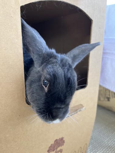 Enlarge MARCIE, a ADOPTABLE mixed breed in San Clemente, CA image 2/3