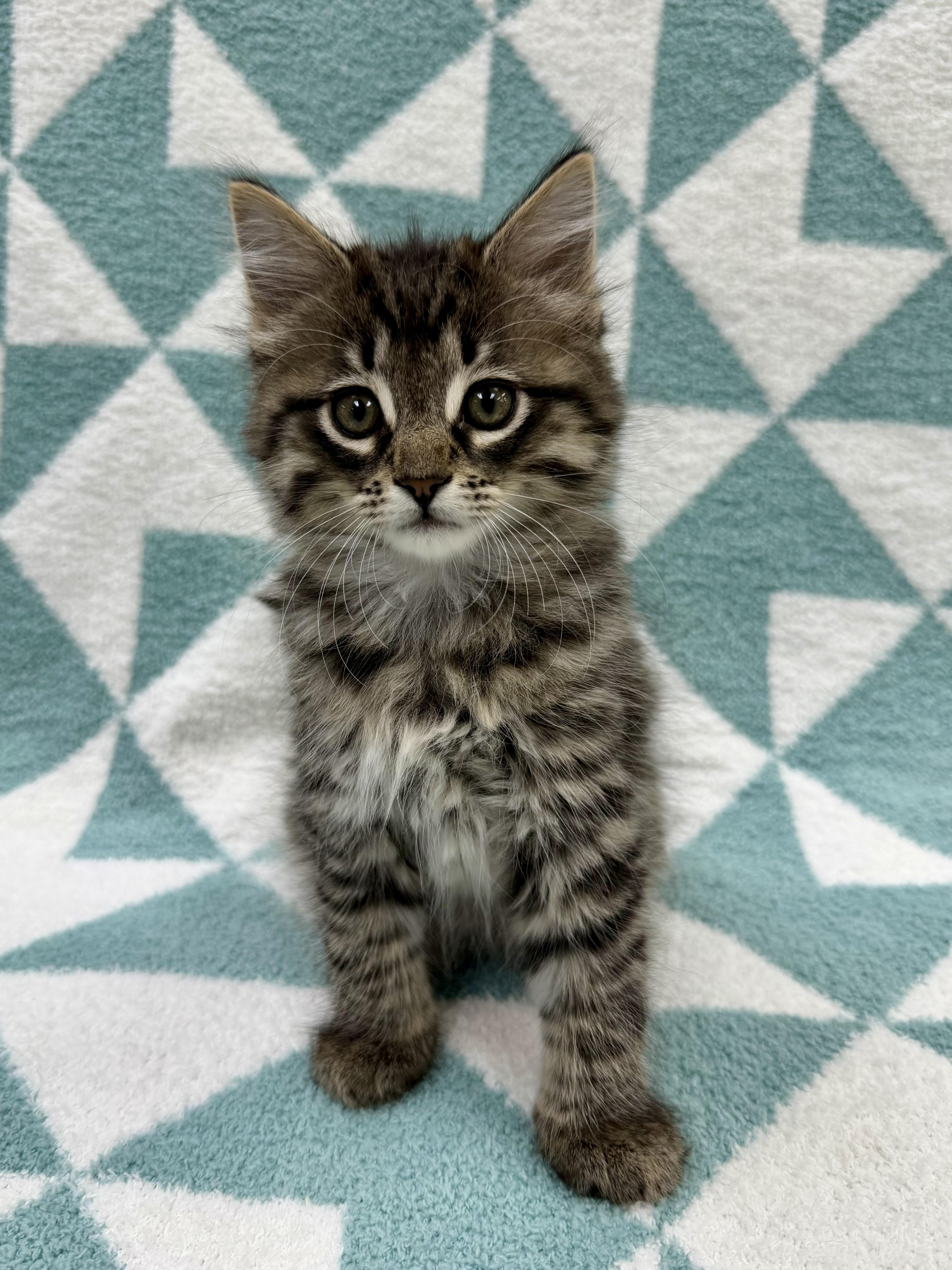 Enlarge Toulouse, an adopted Domestic Long Hair in Columbus, OH image 4/4