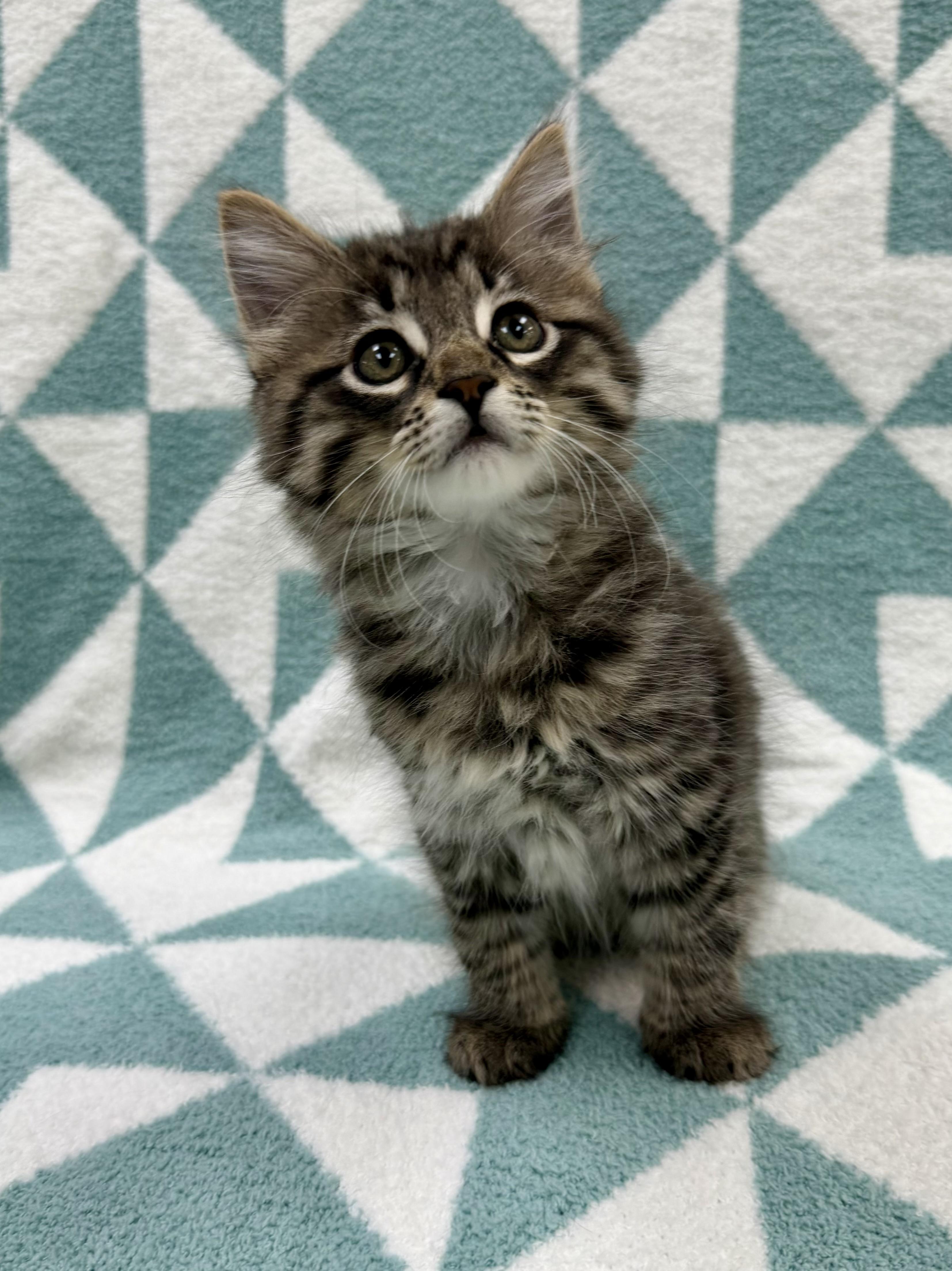 Toulouse, adopted, Kitten Male Domestic Long Hair.