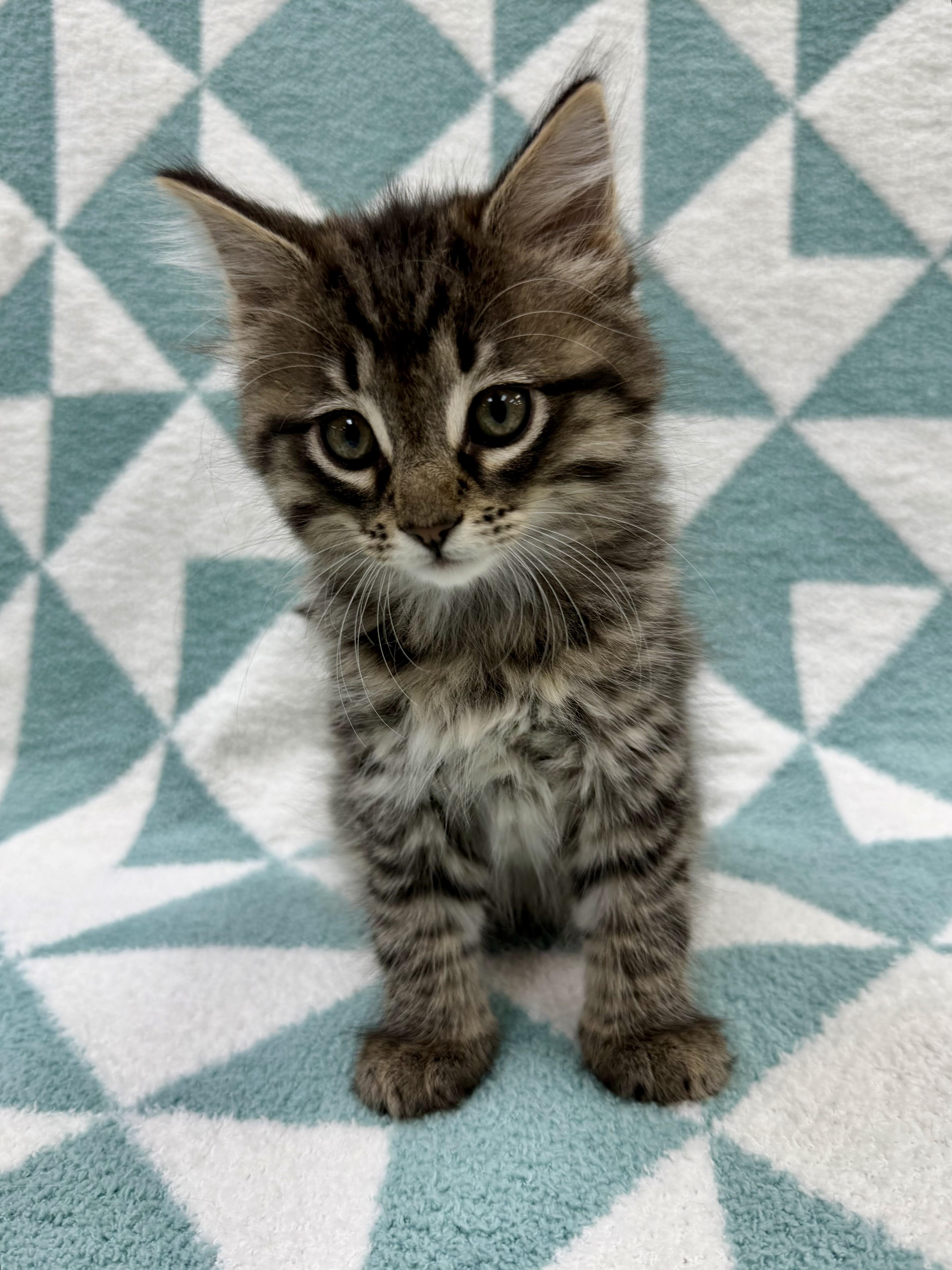 Enlarge Toulouse, an adopted Domestic Long Hair in Columbus, OH image 2/4