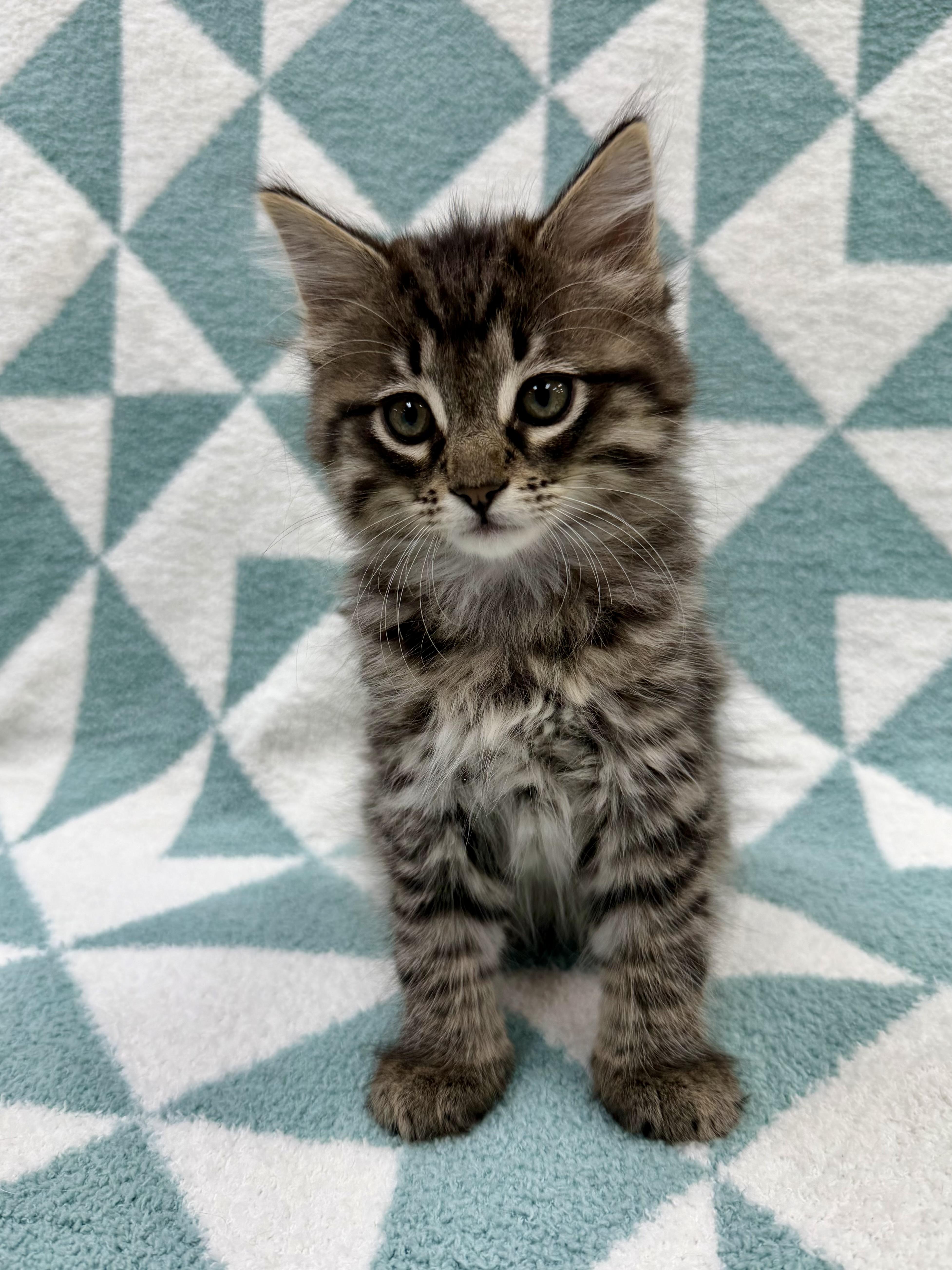 Enlarge Toulouse, an adopted Domestic Long Hair in Columbus, OH image 3/4
