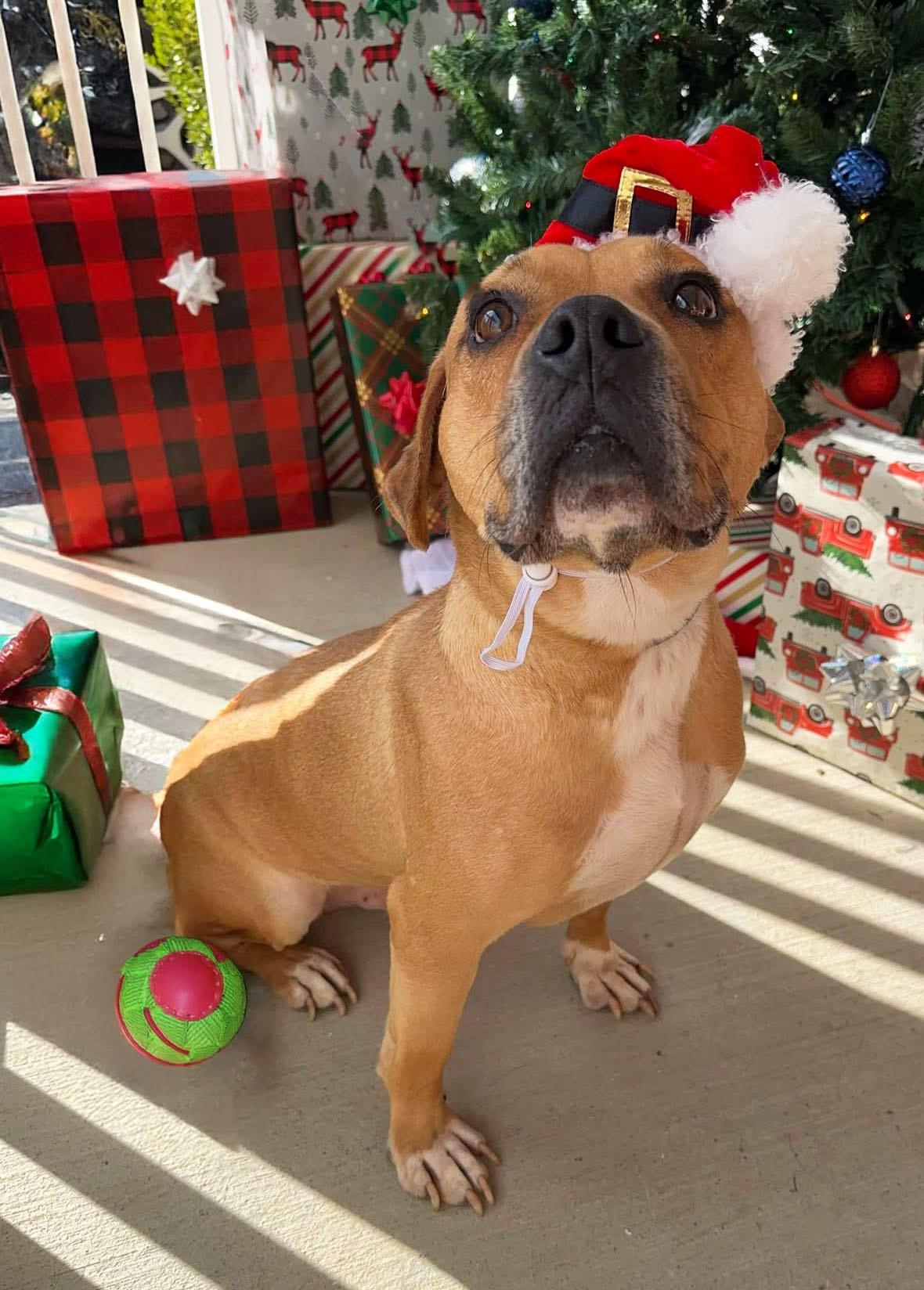 Sparky, a Adoptable mixed breed in Charlotte, NC image 3/6