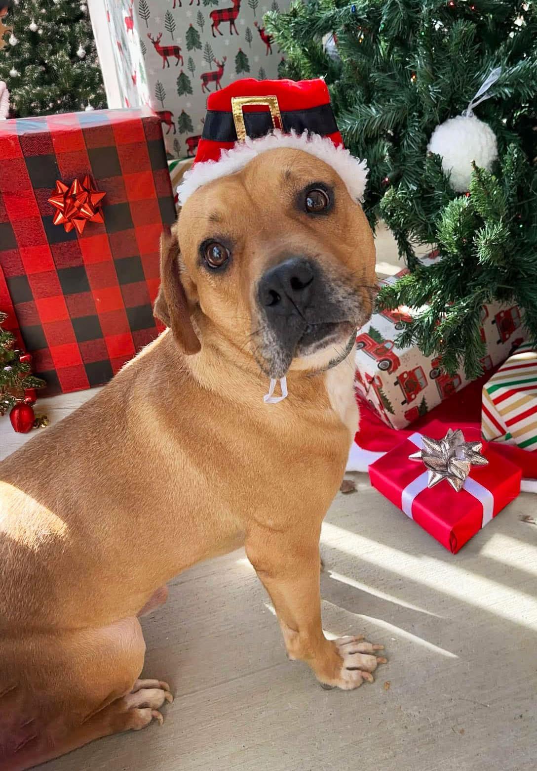 Sparky, a Adoptable mixed breed in Charlotte, NC image 1/6