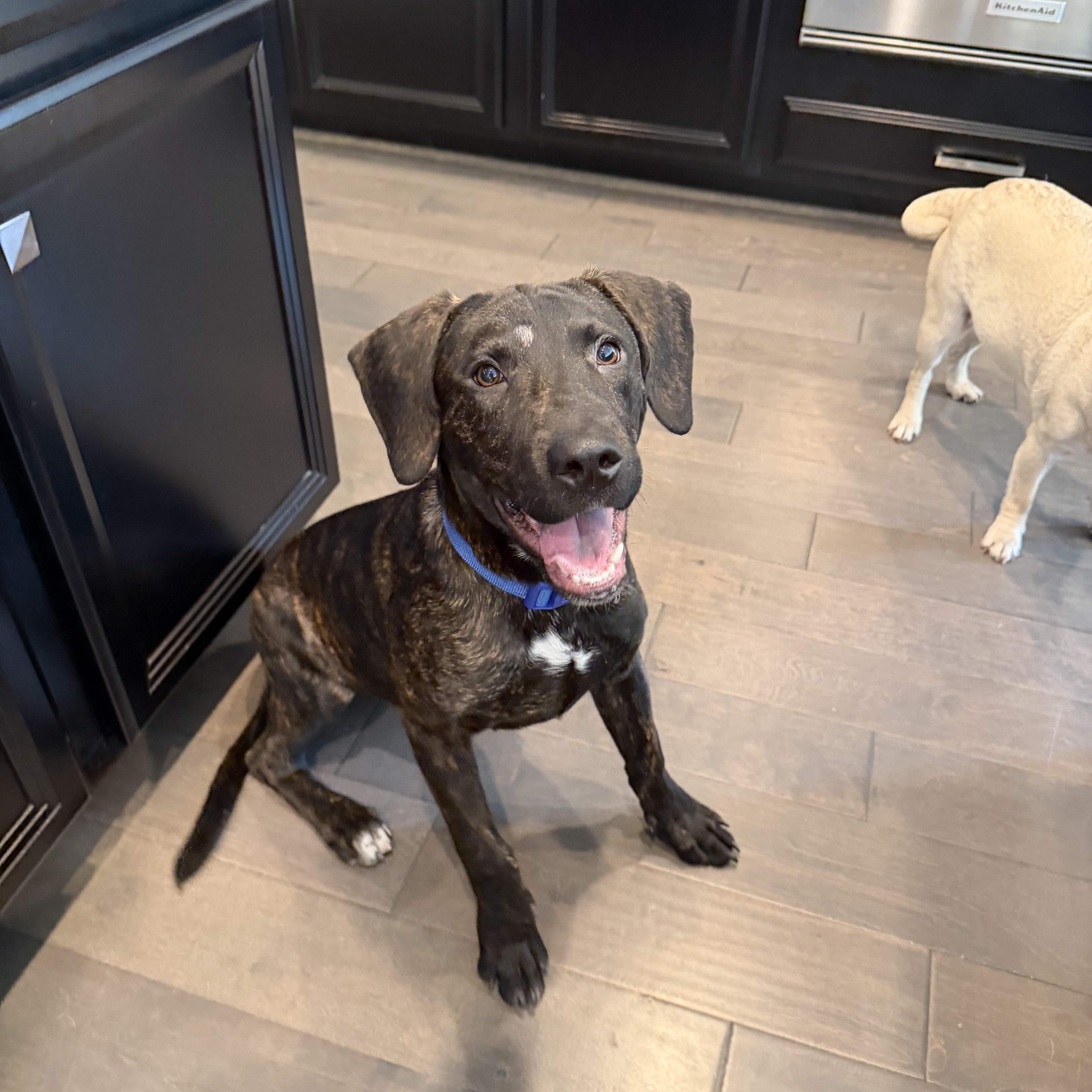 Bailey, adopted, Puppy Male Labrador Retriever.