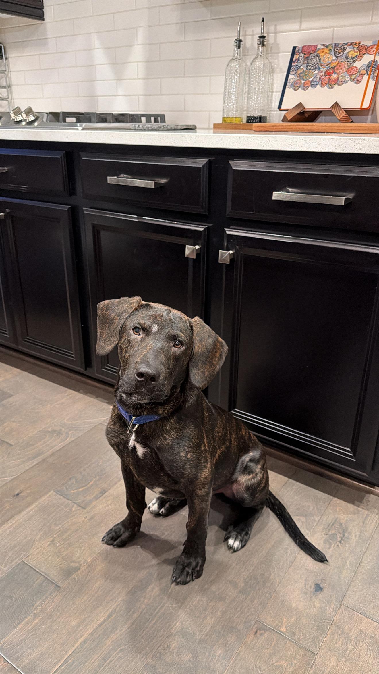 Enlarge Bailey, an adopted mixed breed in Falls Church, VA image 4/6