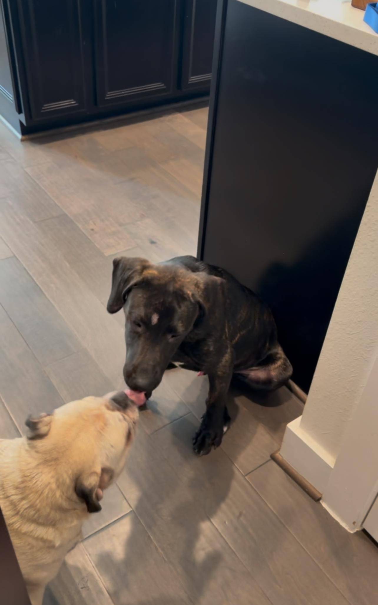 Enlarge Bailey, an adopted mixed breed in Falls Church, VA image 3/6