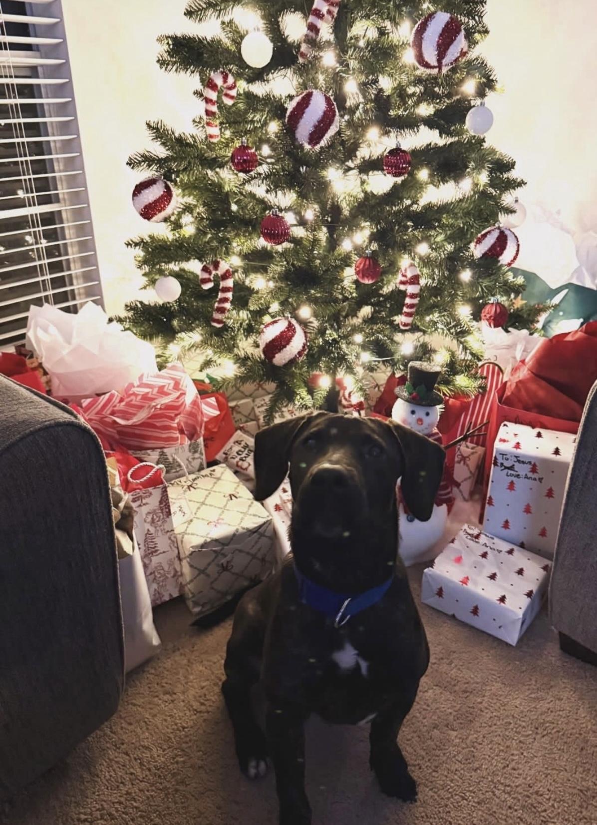 Enlarge Bailey, an adopted mixed breed in Falls Church, VA image 2/6