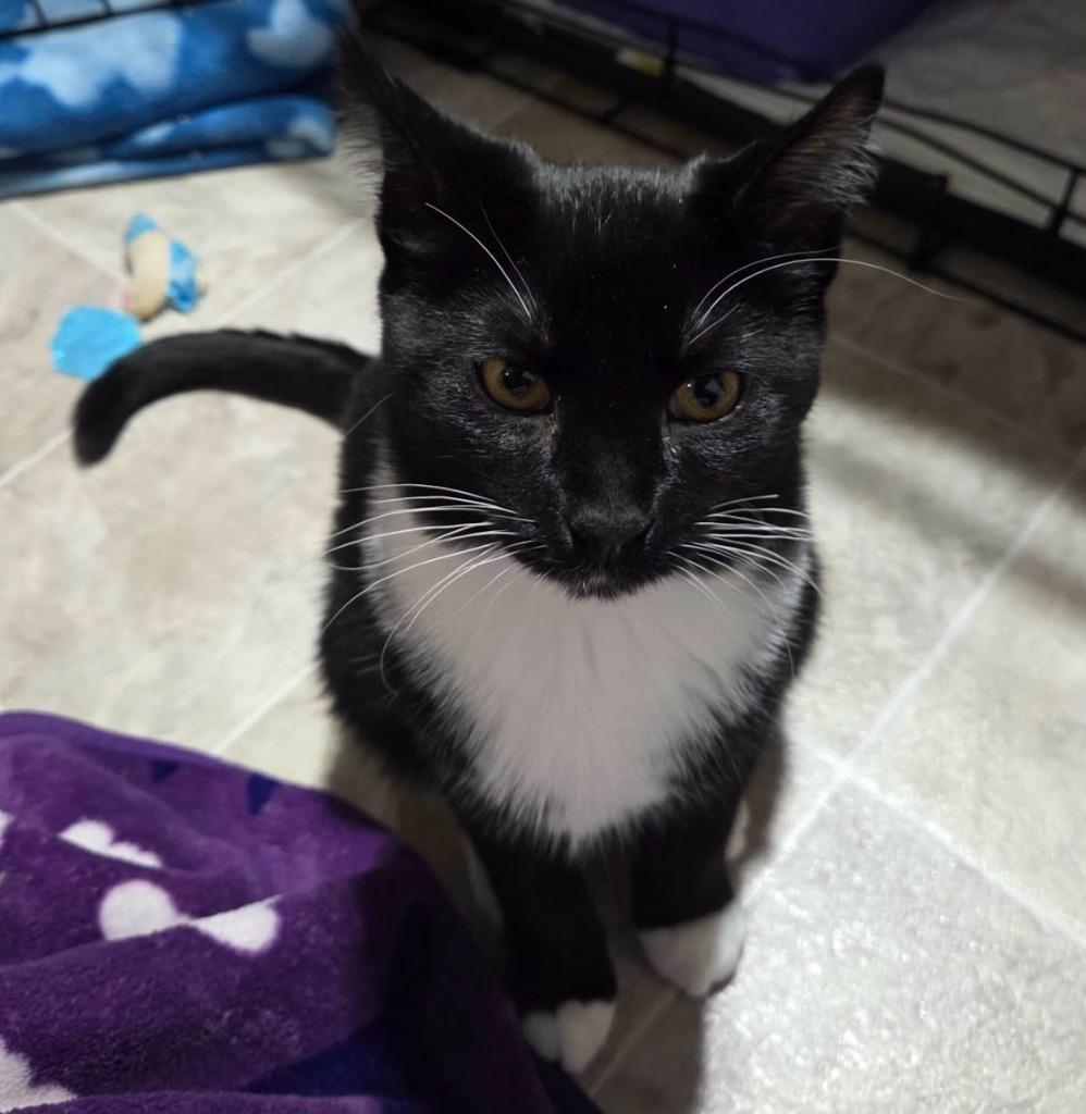 Honda, Adoptable, Kitten Male Domestic Short Hair.