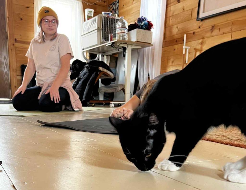 Enlarge Honda, a Adoptable mixed breed in Shell Lake, WI image 2/3