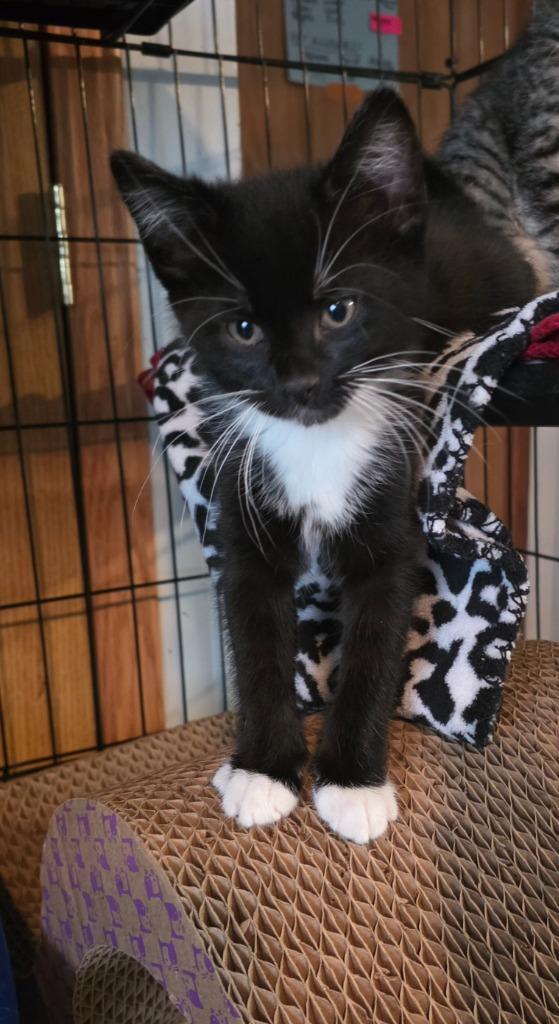 Honda, Adoptable, Kitten Male Domestic Short Hair.