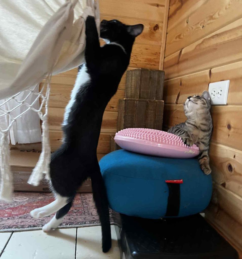 Enlarge Honda, a Adoptable mixed breed in Shell Lake, WI image 3/3