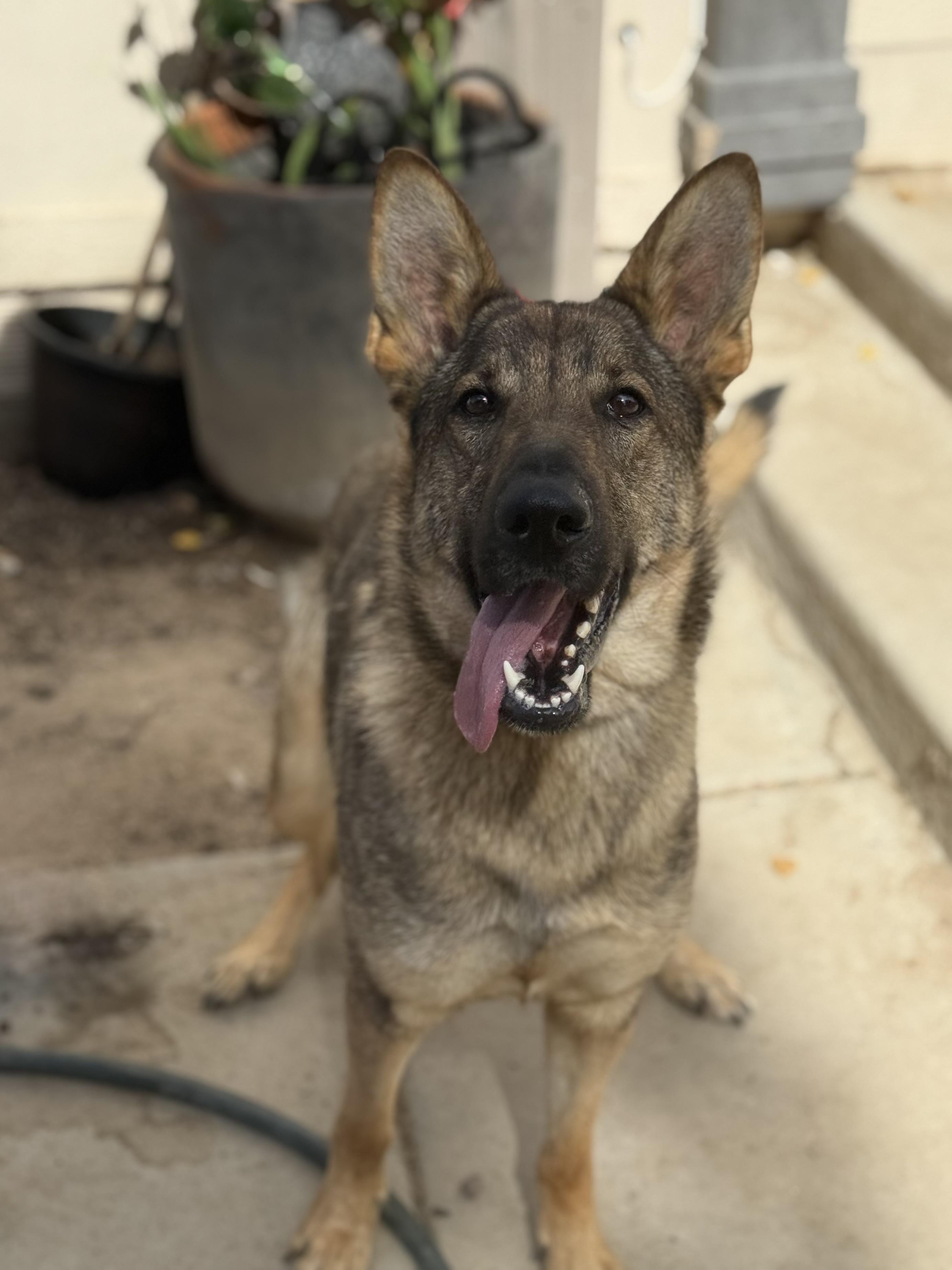 Sadie, ADOPTABLE, Young Female German Shepherd Dog.