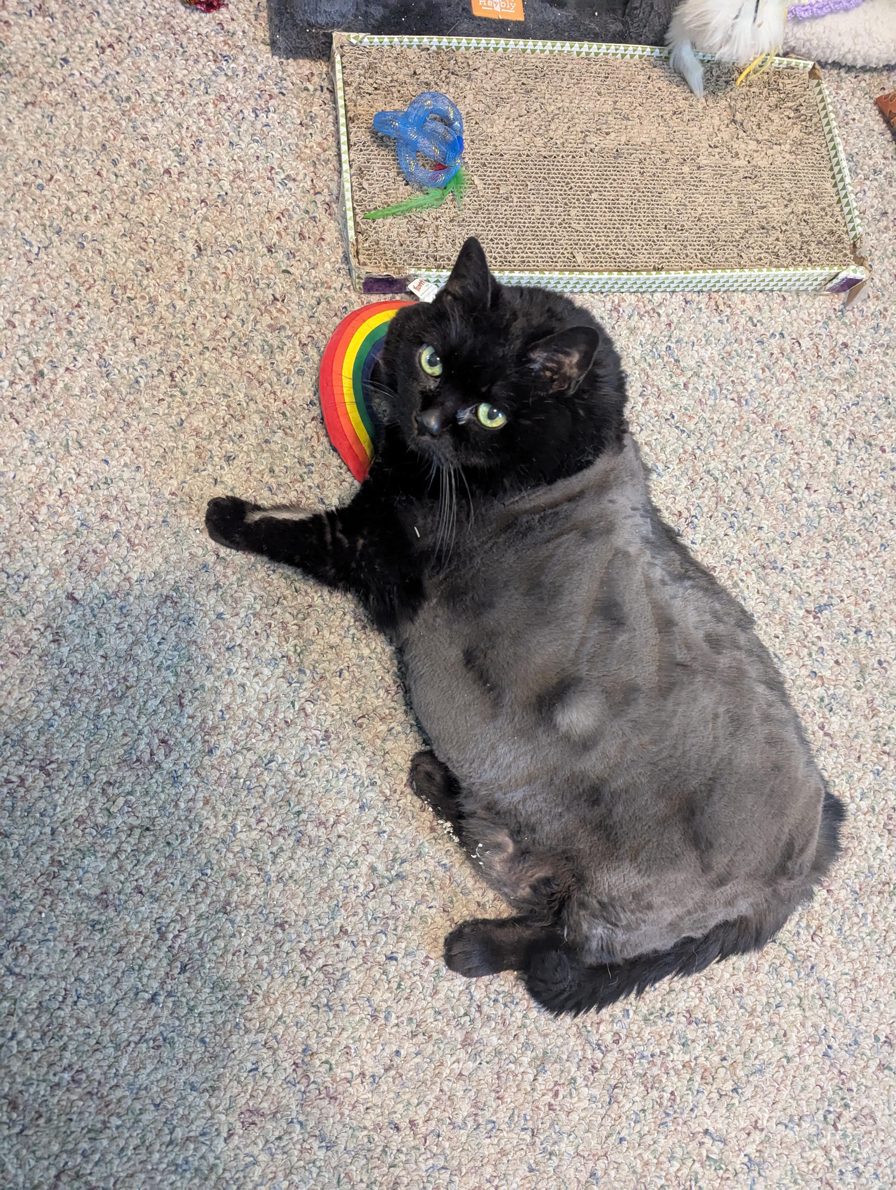 Magic, Adoptable, Senior Female Domestic Short Hair.